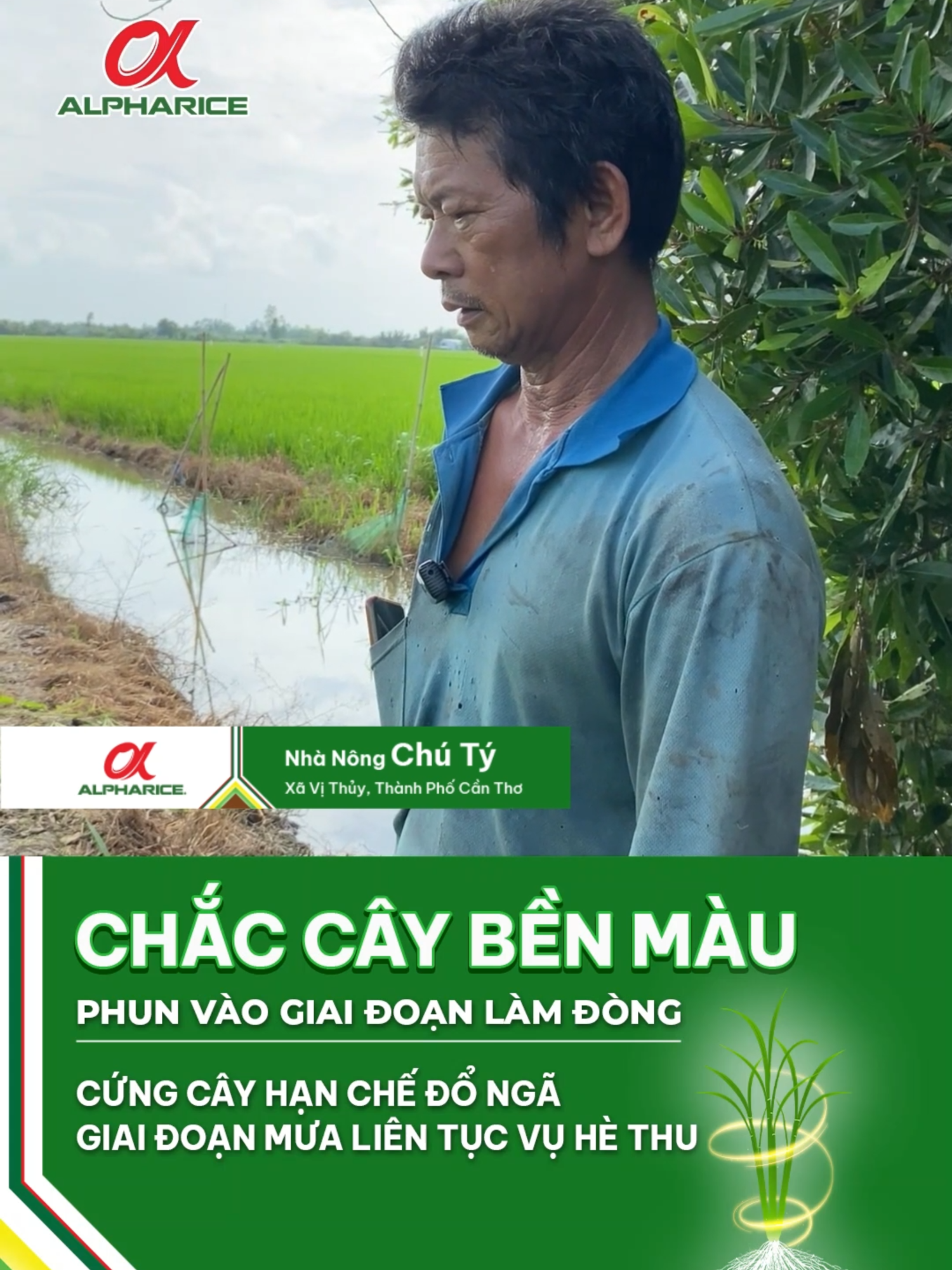 CỨNG CÂY HẠN CHẾ ĐỔ NGÃ GIAI ĐOẠN MƯA LIÊN TỤC VỤ HÈ THU