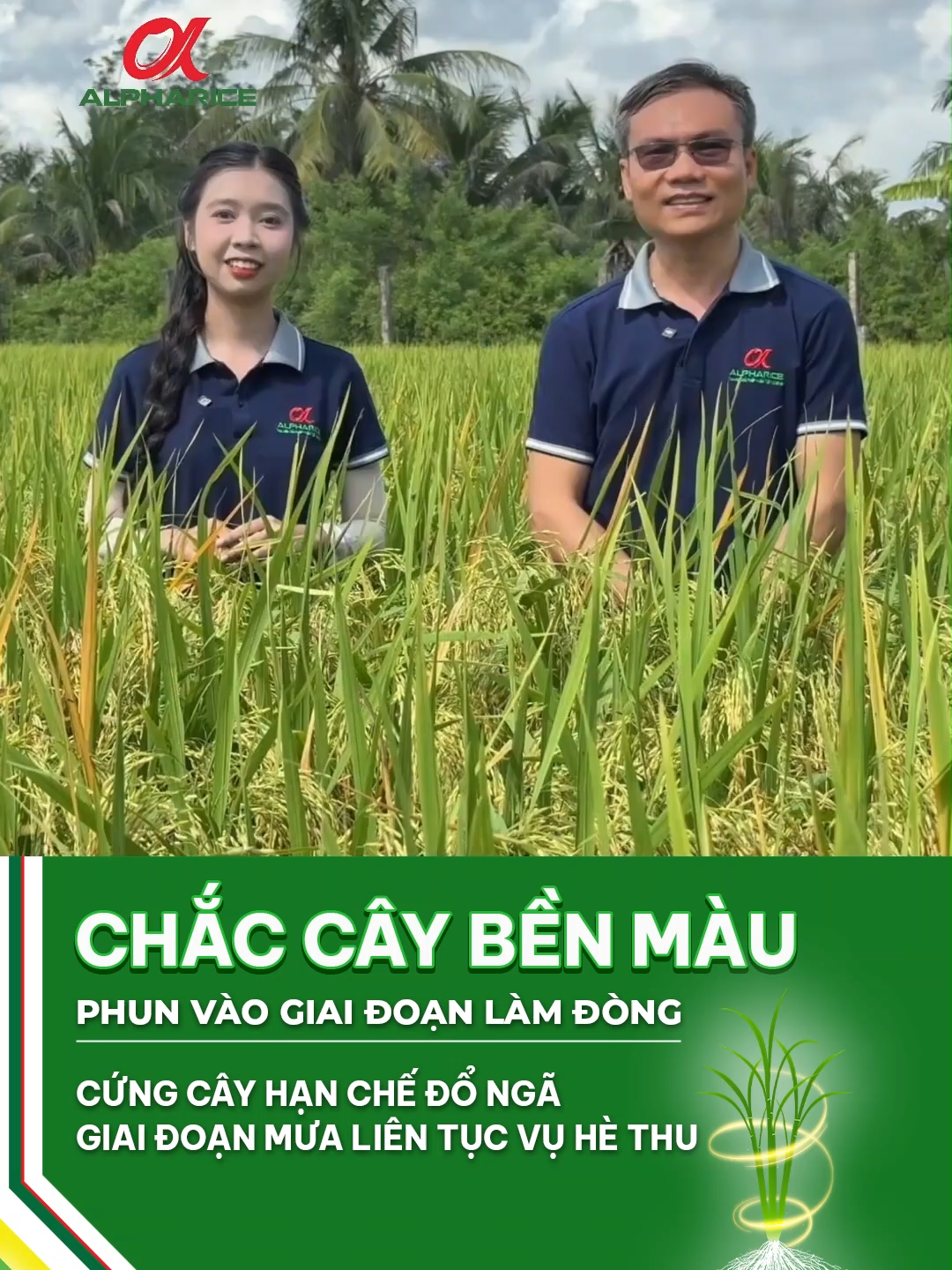 TẦM QUAN TRỌNG CỦA BẸ ĐỐI VỚI CÂY LÚA