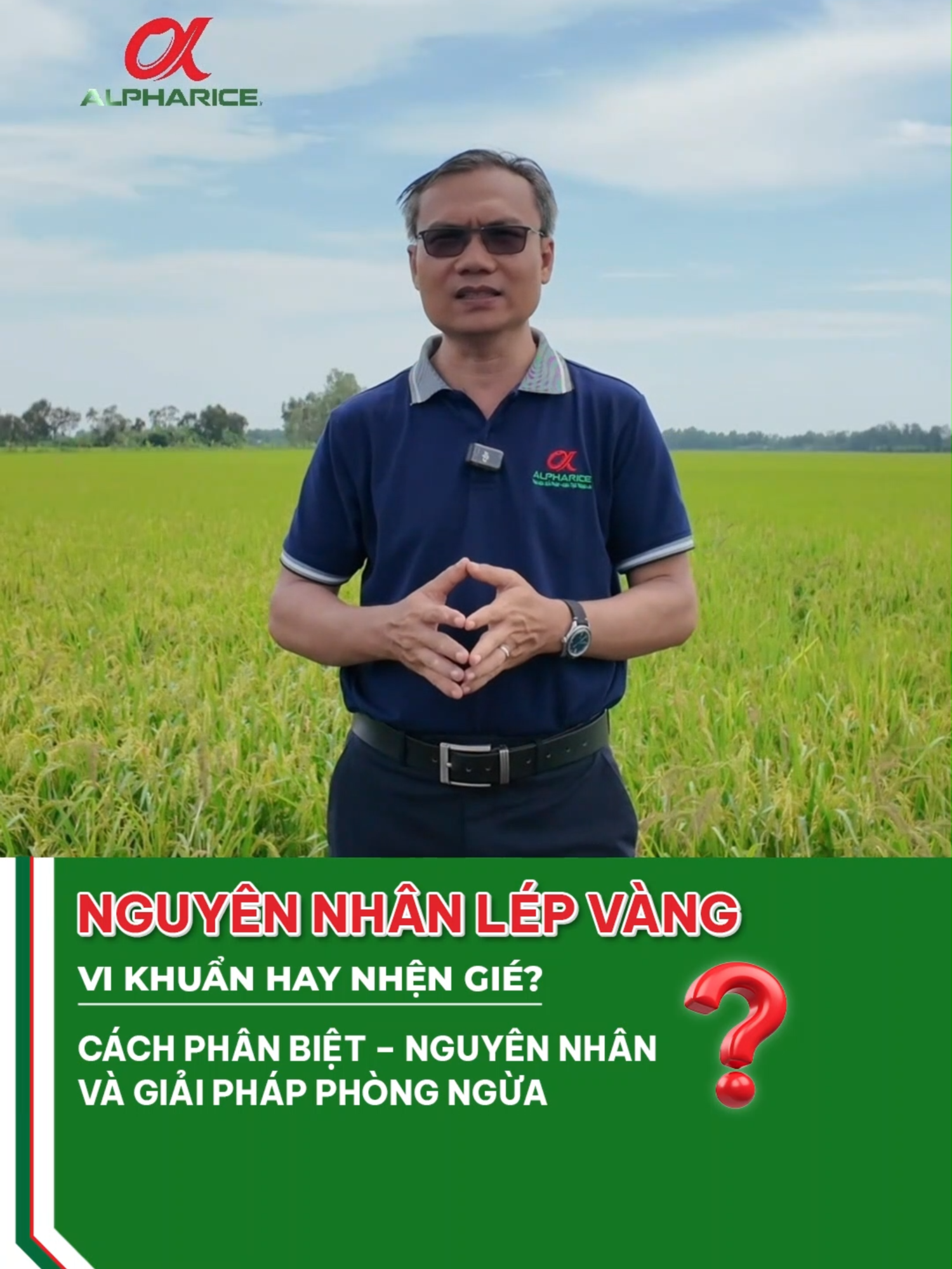 GIAI ĐOẠN NÀO PHÒNG NGỪA LÉP VÀNG HIỆU QUẢ