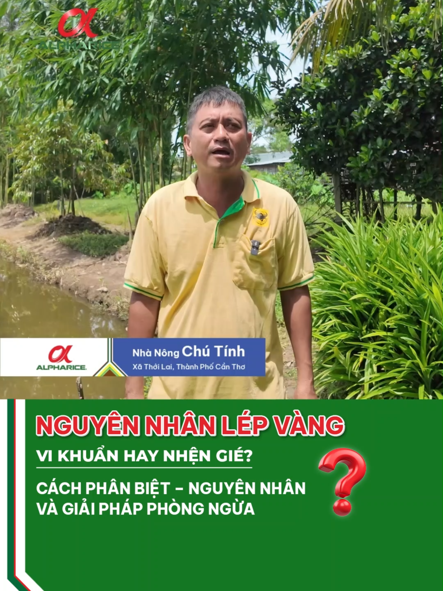 NỖI LO LÉP VÀNG TRÊN GIỐNG ĐÀI THƠM 8