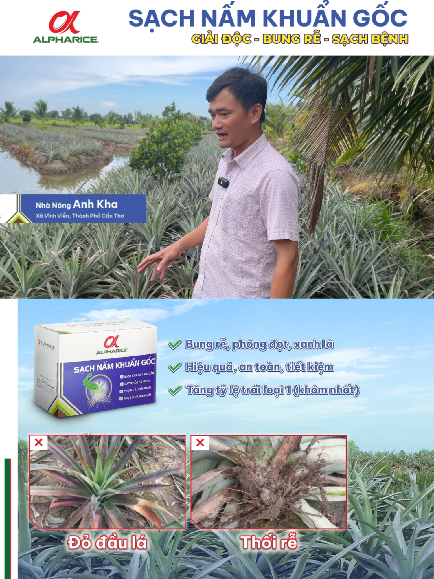GIẢI PHÁP GIÚP KHÓM RA ĐỌT MỚI, XANH LÁ