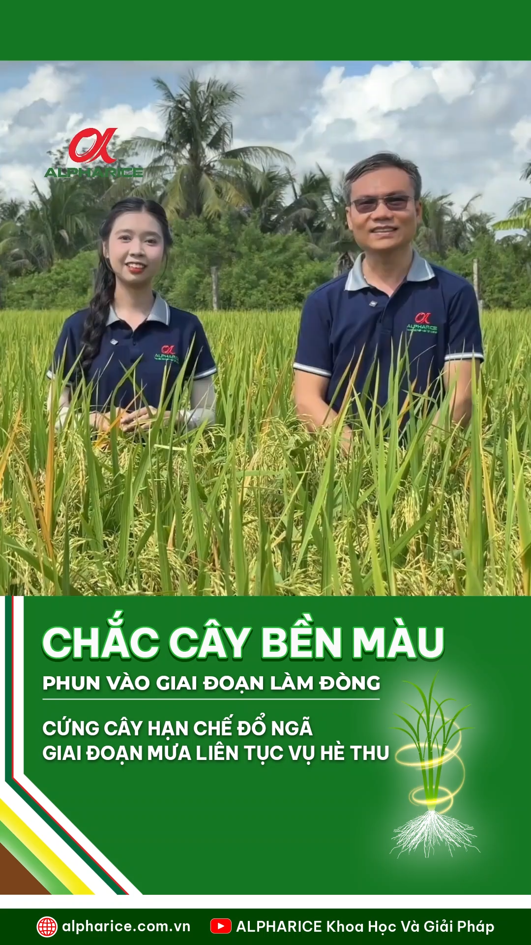 TẦM QUAN TRỌNG CỦA BẸ ĐỐI VỚI CÂY LÚA
