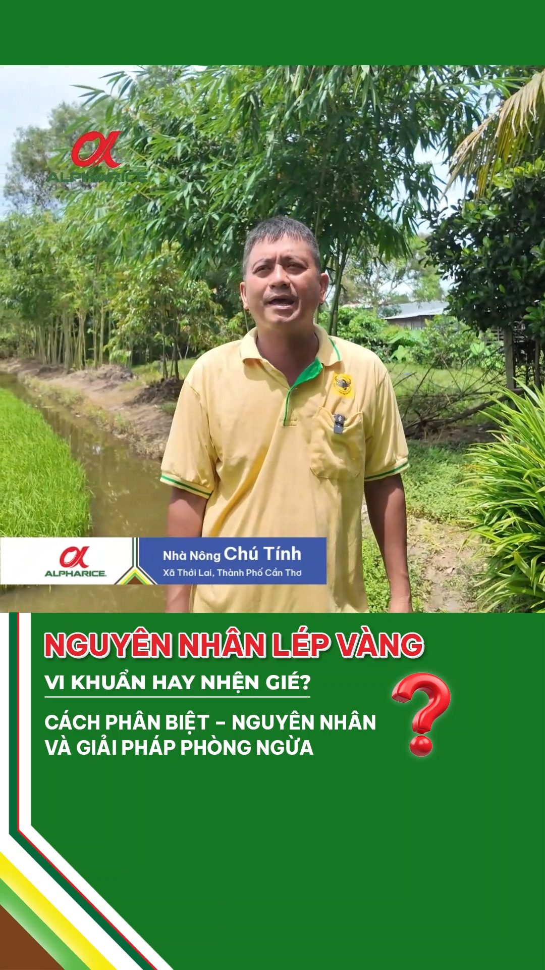 NỖI LO LÉP VÀNG TRÊN GIỐNG ĐÀI THƠM 8