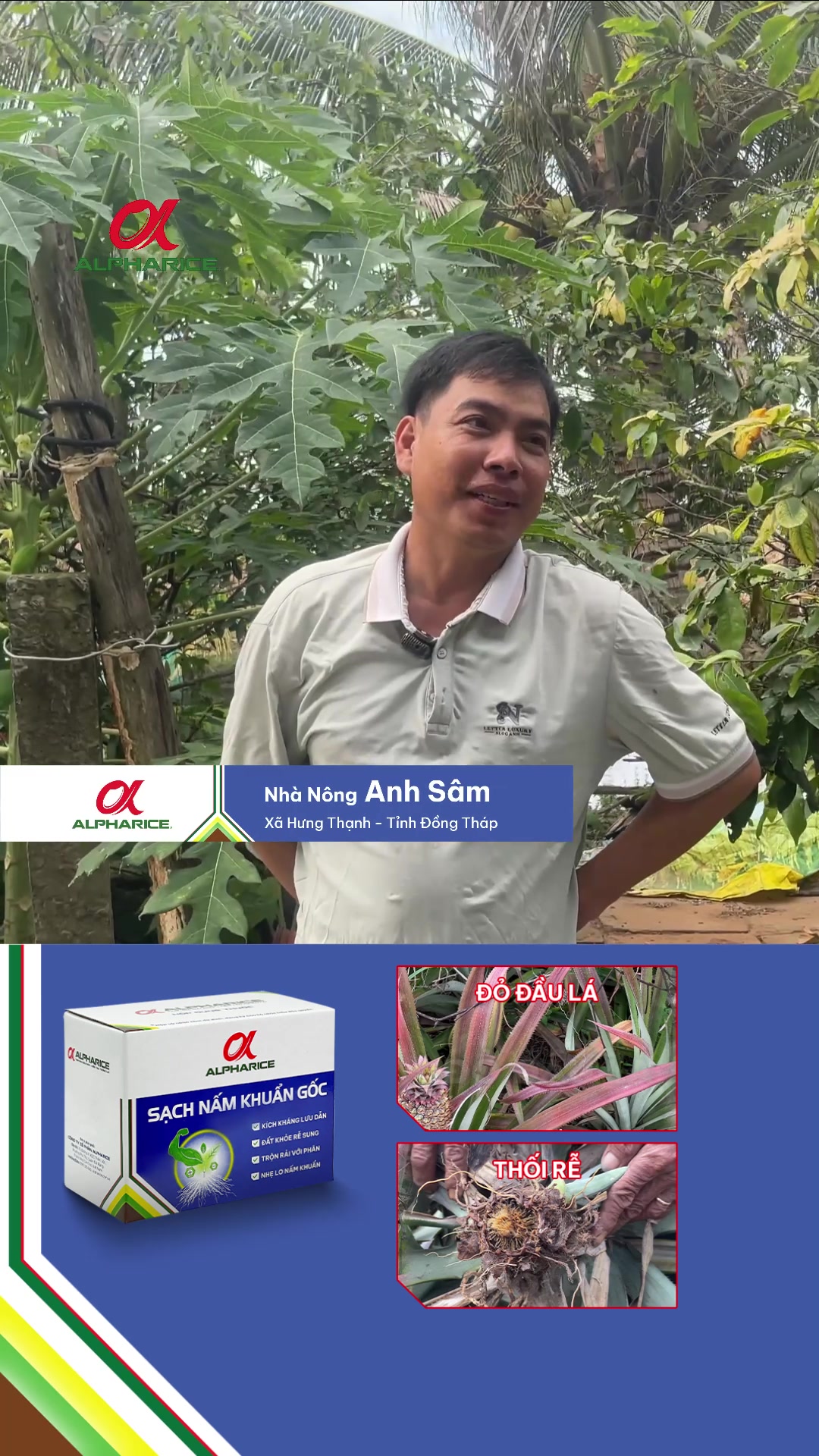 Bệnh đỏ lá trên khóm nay đã có giải pháp