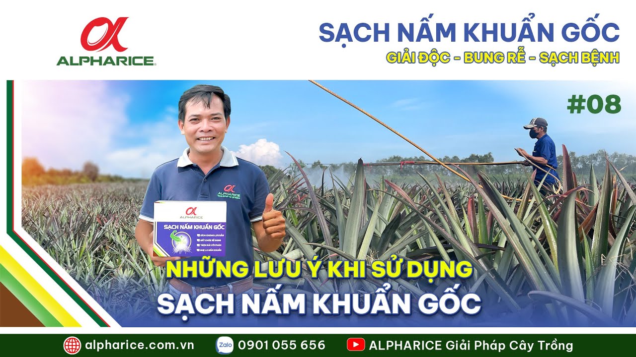 NHỮNG LƯU Ý KHI SỬ DỤNG SẠCH NẤM KHUẨN GỐC | ALPHARICE