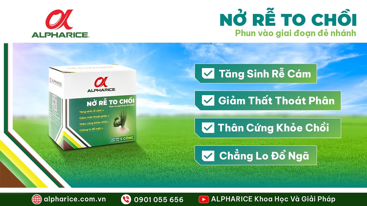 NỞ RỄ TO CHỒI giải pháp giúp lúa bung rễ mạnh giảm thất thoát phân | ALPHARICE