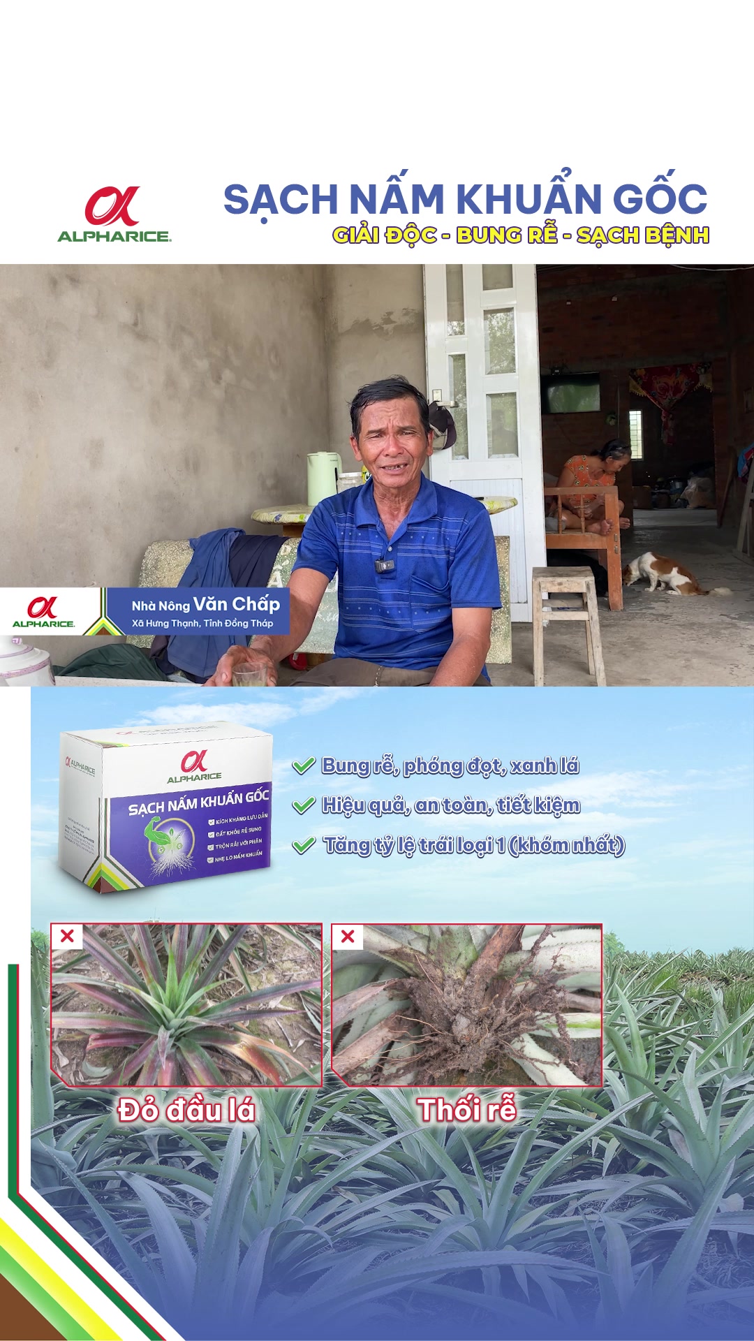 Thư là bệnh gì trên khóm!