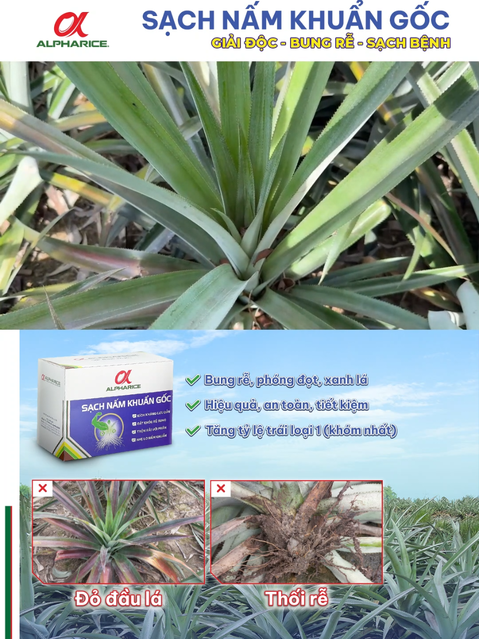 Khóm lá đỏ - nút thắt bao lâu nay đã có lời giải