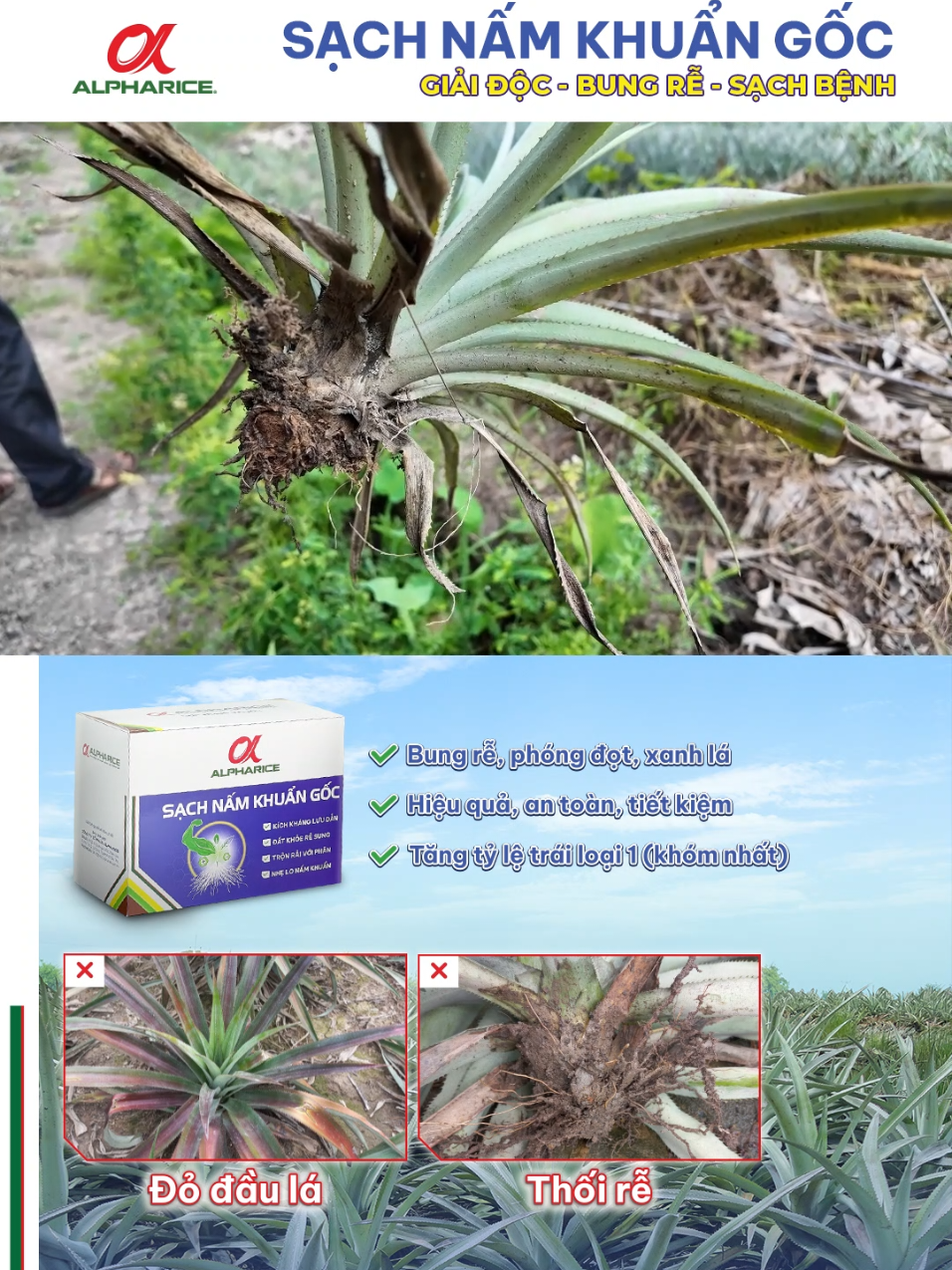 Khóm lá đỏ, trái nhỏ mất năng biểu diễn rất nhiều!