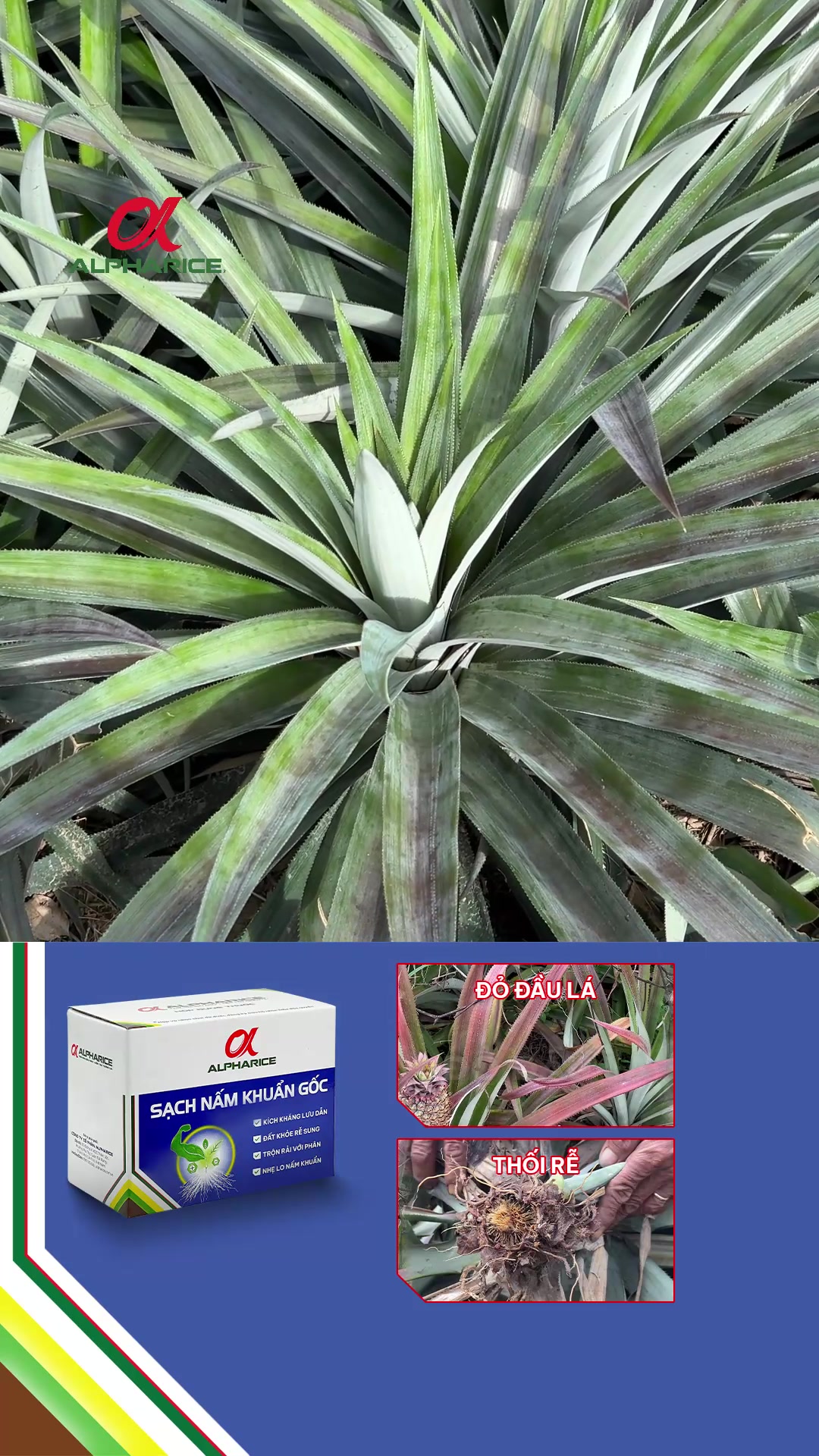 Khóm nay xanh mướt, nhà nông phấn khởi