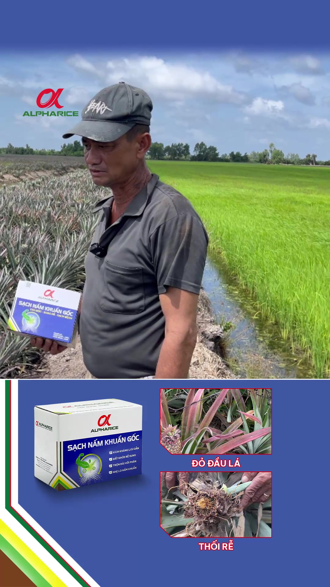 Ngăn chặn kháng khuẩn, bảo vệ cây khóm