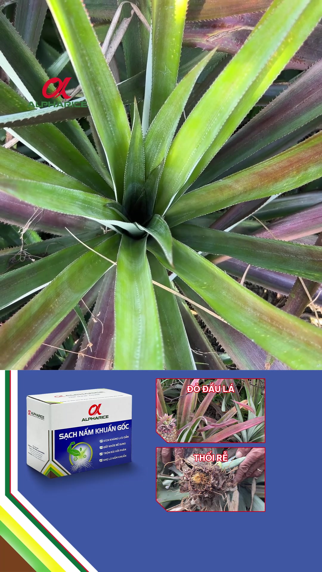 Khóm phát triển tốt trở lại sau khi phun Nấm Nấm Khuẩn Gốc