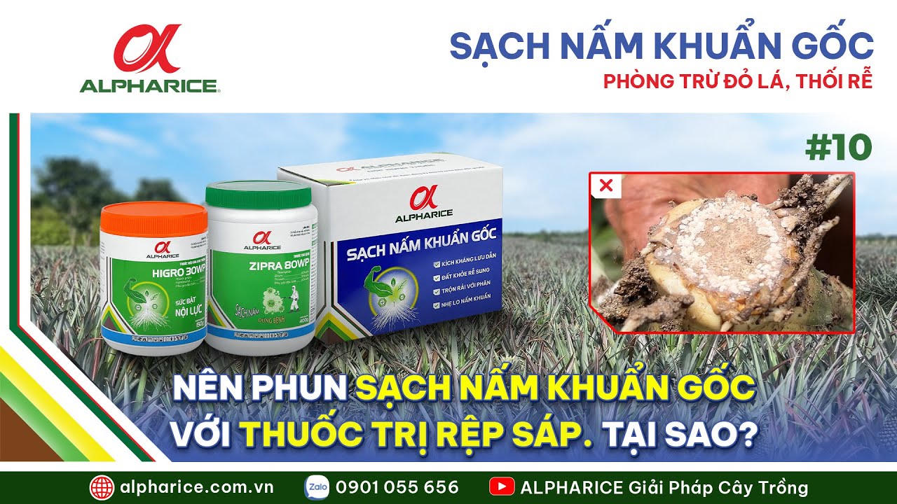 NÊN PHUN SẠCH NẤM KHUẨN GỐC VỚI THUỐC TRỊ RỆP SÁP. TẠI SAO? | ALPHARICE