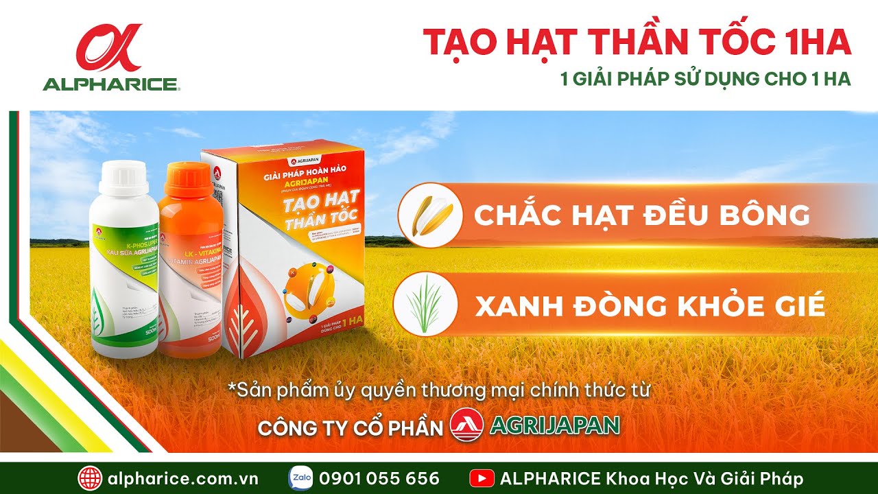 Giải pháp TẠO HẠT THẦN TỐC 1HA giúp lúa vô gạo nhanh, chín chắc tới cậy