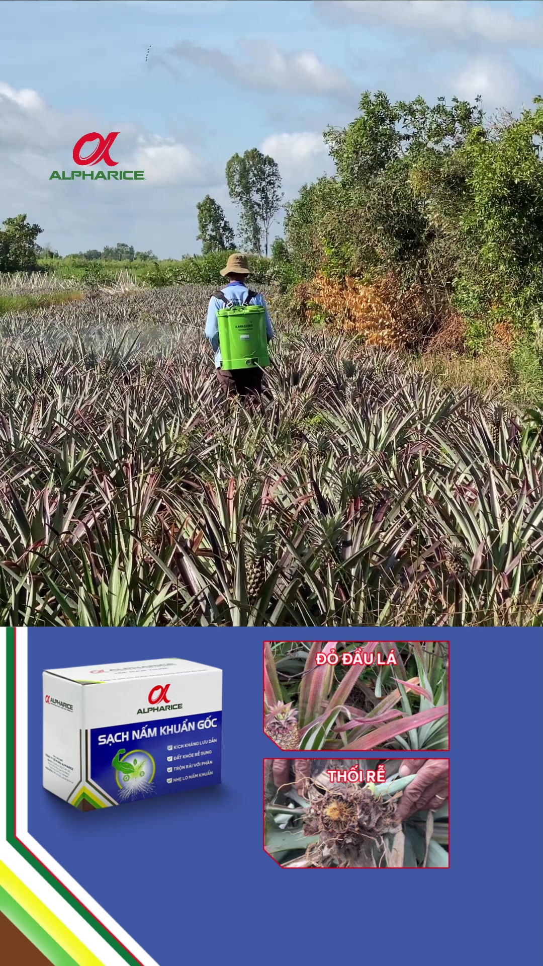 Bệnh đỏ đầu lá làm rễ khóm trâu