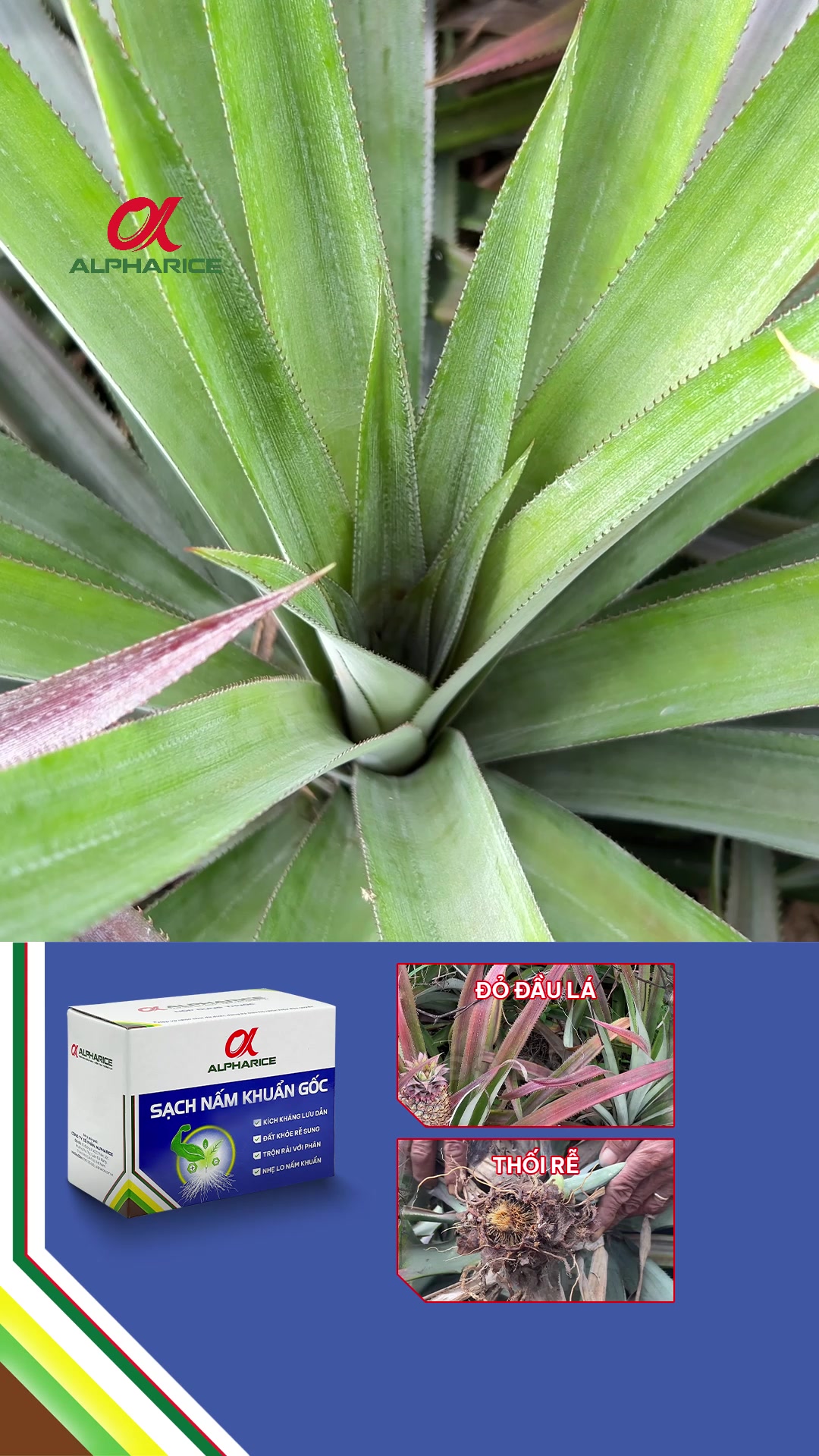 Lá khóm nay đã xanh lại rồi