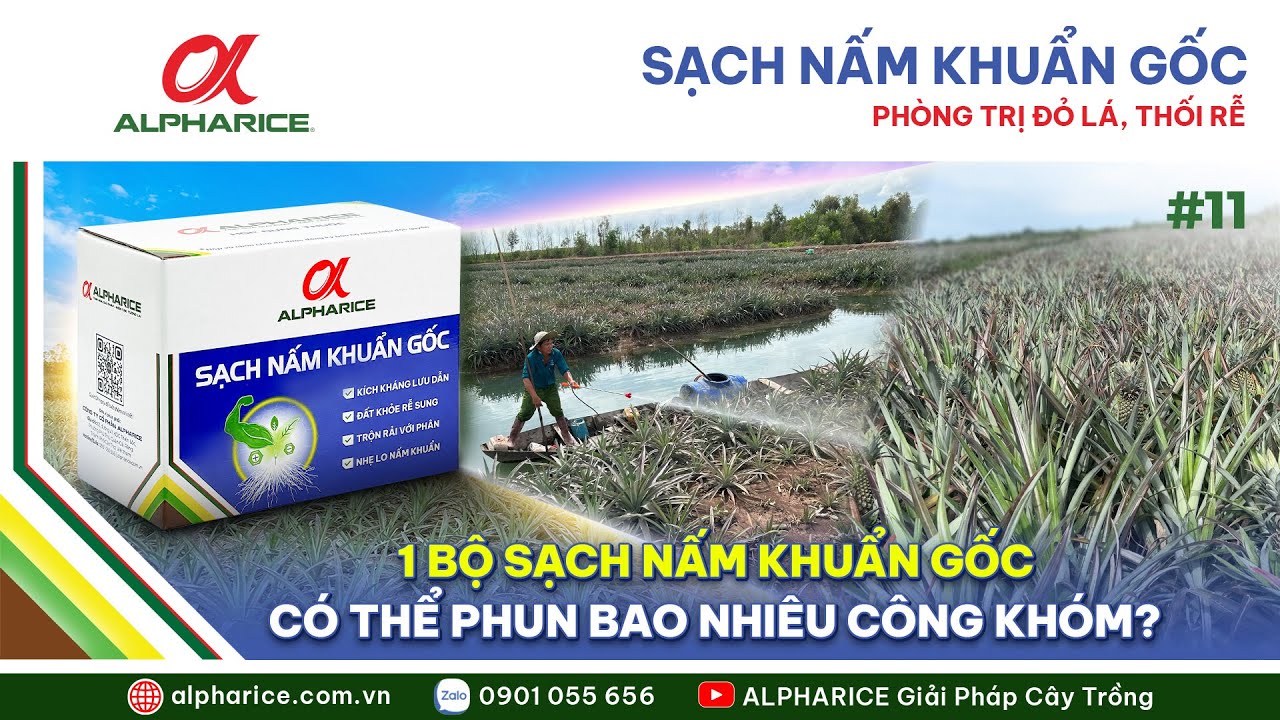 SẠCH NẤM KHUẨN GỐC NÊN PHUN CHO BAO NHIÊU CÔNG KHÓM ĐỂ ĐẠT HIỆU QUẢ CAO NHẤT?