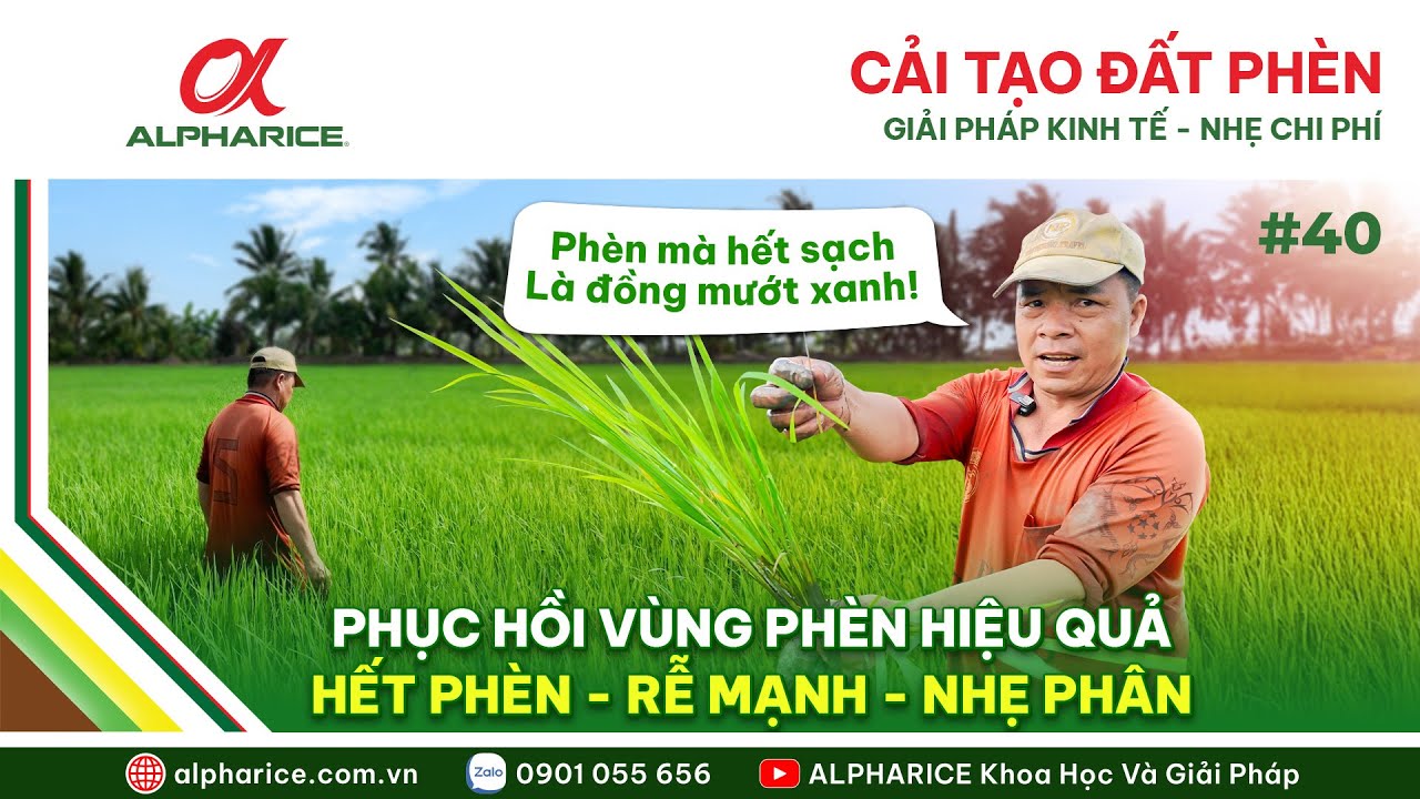 TÁC ĐỘNG CỦA PHÈN LÊN CÂY LÚA VÀ CÁCH KHẮC PHỤC