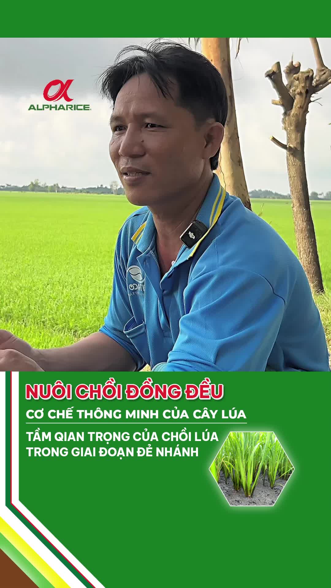 Chồi lúa quan trọng ra sao trong giai đoạn sinh nhánh