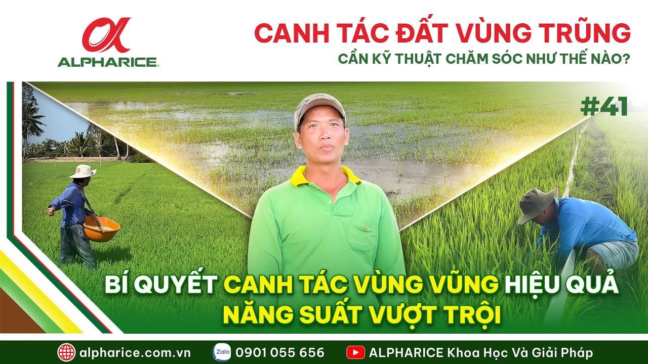 CANH TÁC LÚA TRÊN VÙNG ĐẤT TRŨNG CẦN CÓ NHỮNG BIỆN PHÁP KỸ THUẬT NHƯ THẾ NÀO?