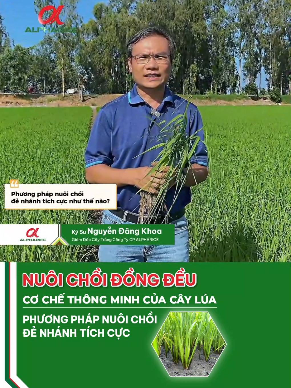 Phương pháp giúp nuôi dưỡng đồng đều, đẻ nhánh tích cực