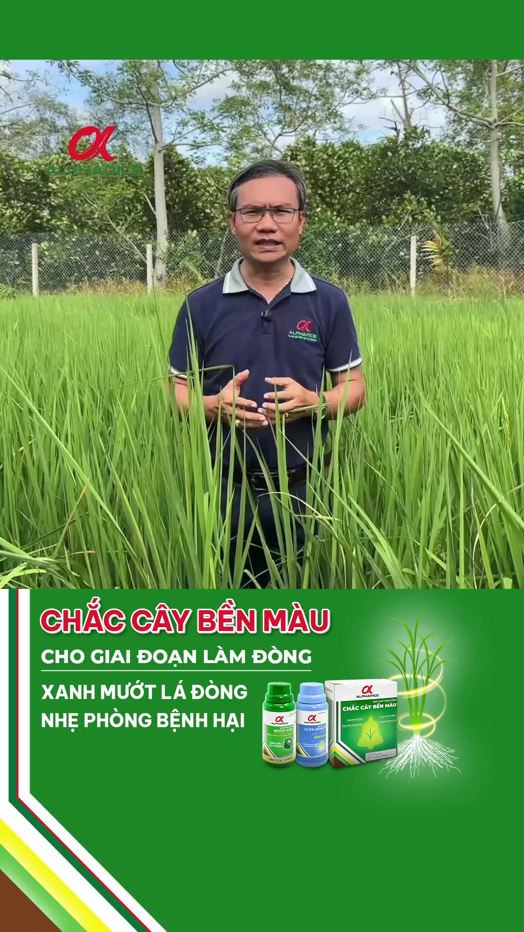 Giải pháp Chắc chắn Cây Bền Màu được sử dụng trong giai đoạn làm đòng