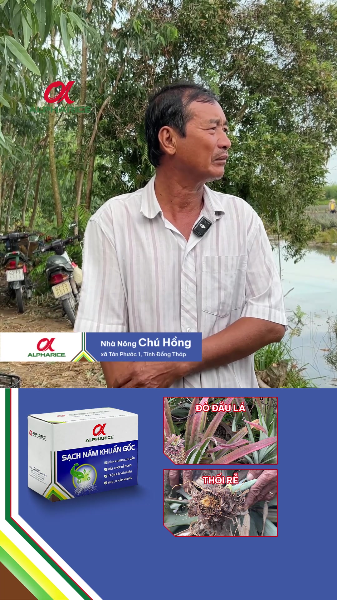 Cảnh báo nhà vườn về bệnh đỏ lá trên khóm