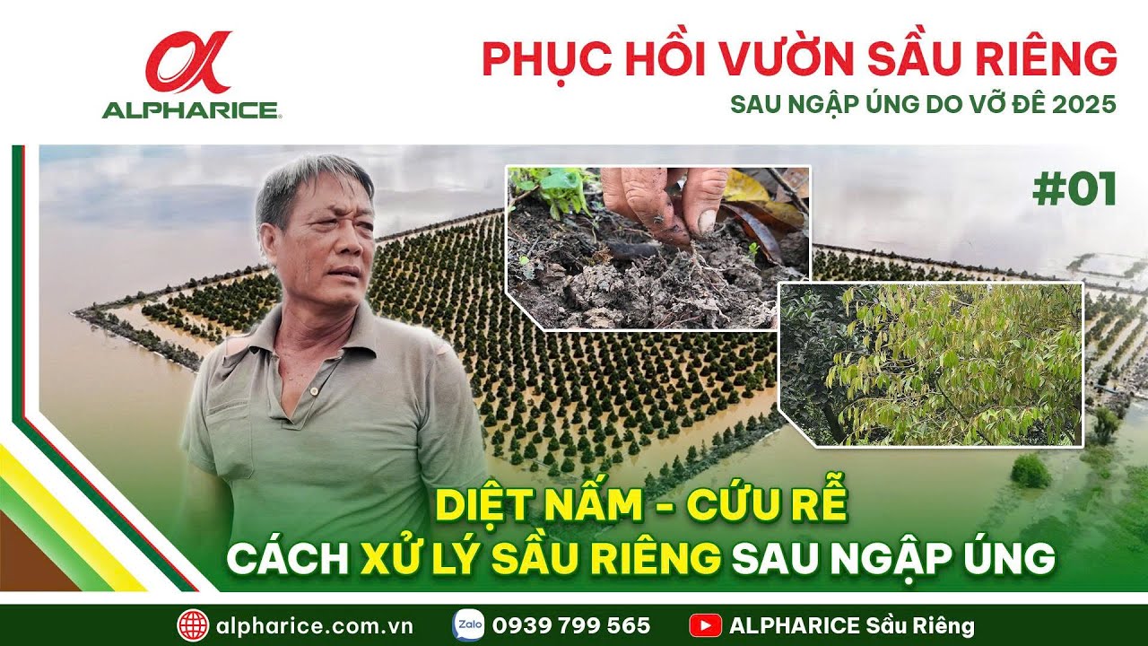 BÍ QUYẾT "RÚT NƯỚC" NHANH - 2 BƯỚC PHỤC HỒI VƯỜN SẦU RIÊNG SAU MÙA MƯA LŨ