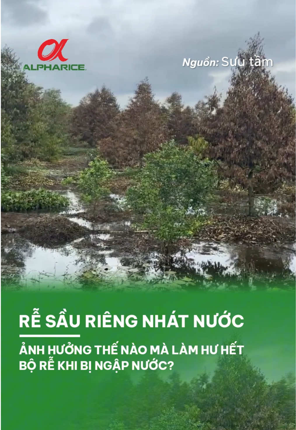 Rễ#sauriengnước ngập vì sao đã bị hủy? Và cách đánh giá cây còn được cứu hay không?