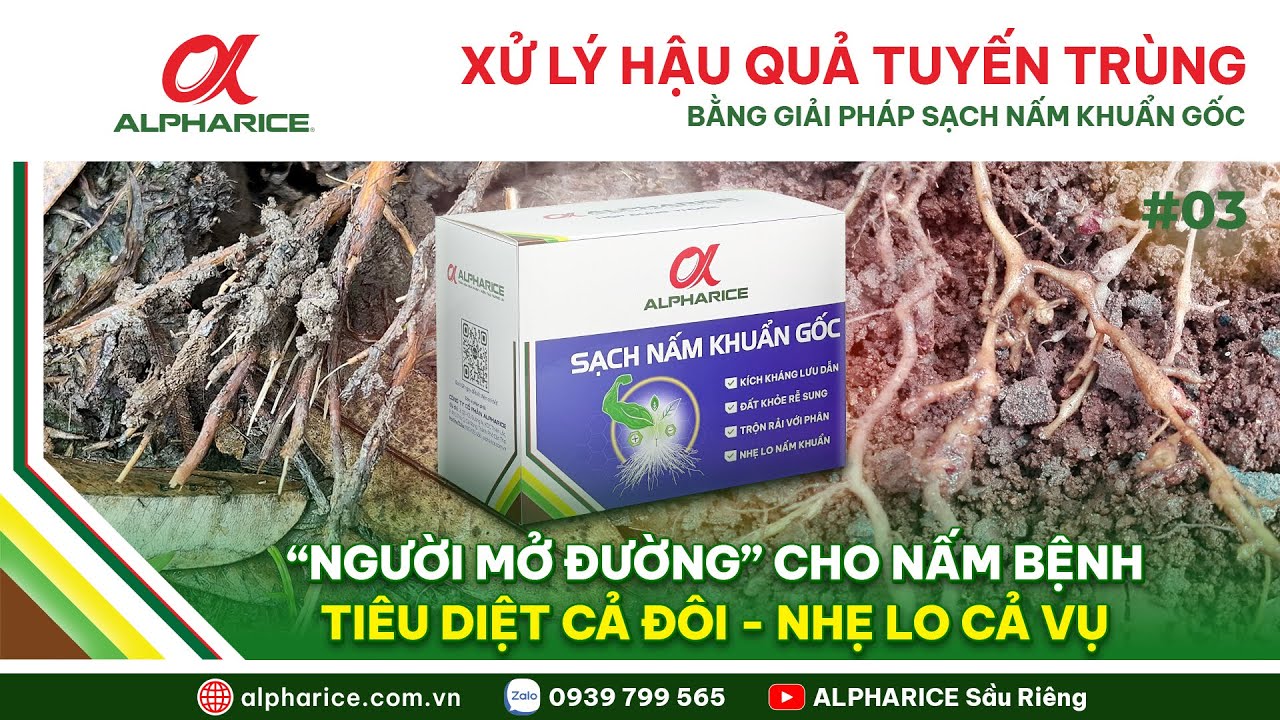 RỄ SẦU RIÊNG BỊ TUYẾN TRÙNG GÂY HẠI VÀ CÁCH QUẢN LÝ NẤM BỆNH TRONG ĐẤT HIỆU QUẢ