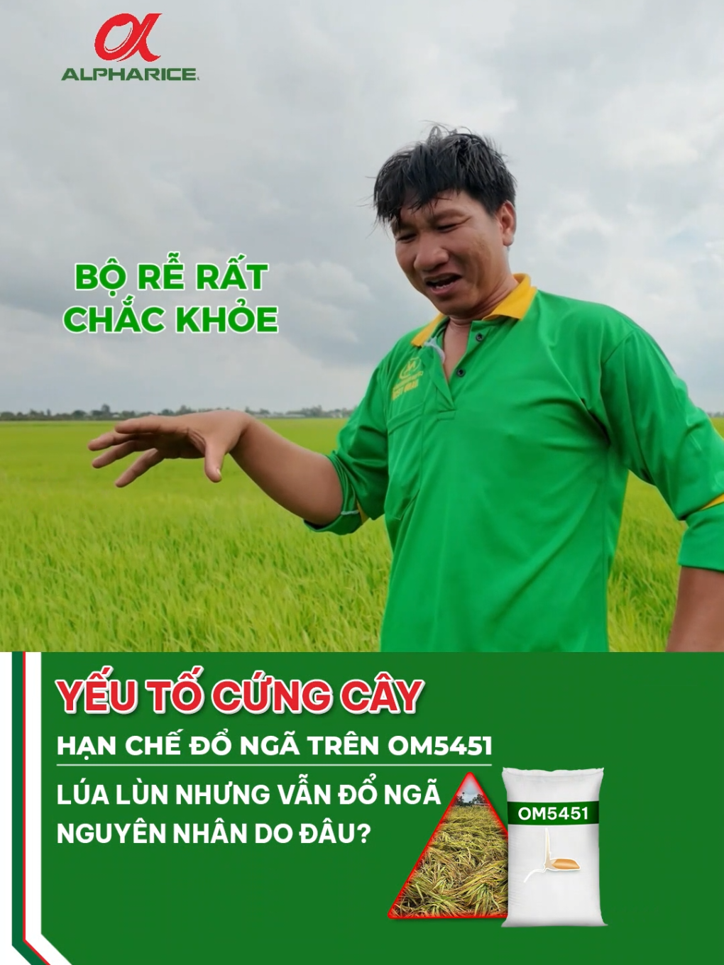 Lúa lùn nhưng vẫn đỗ - Nguyên nhân do đâu?