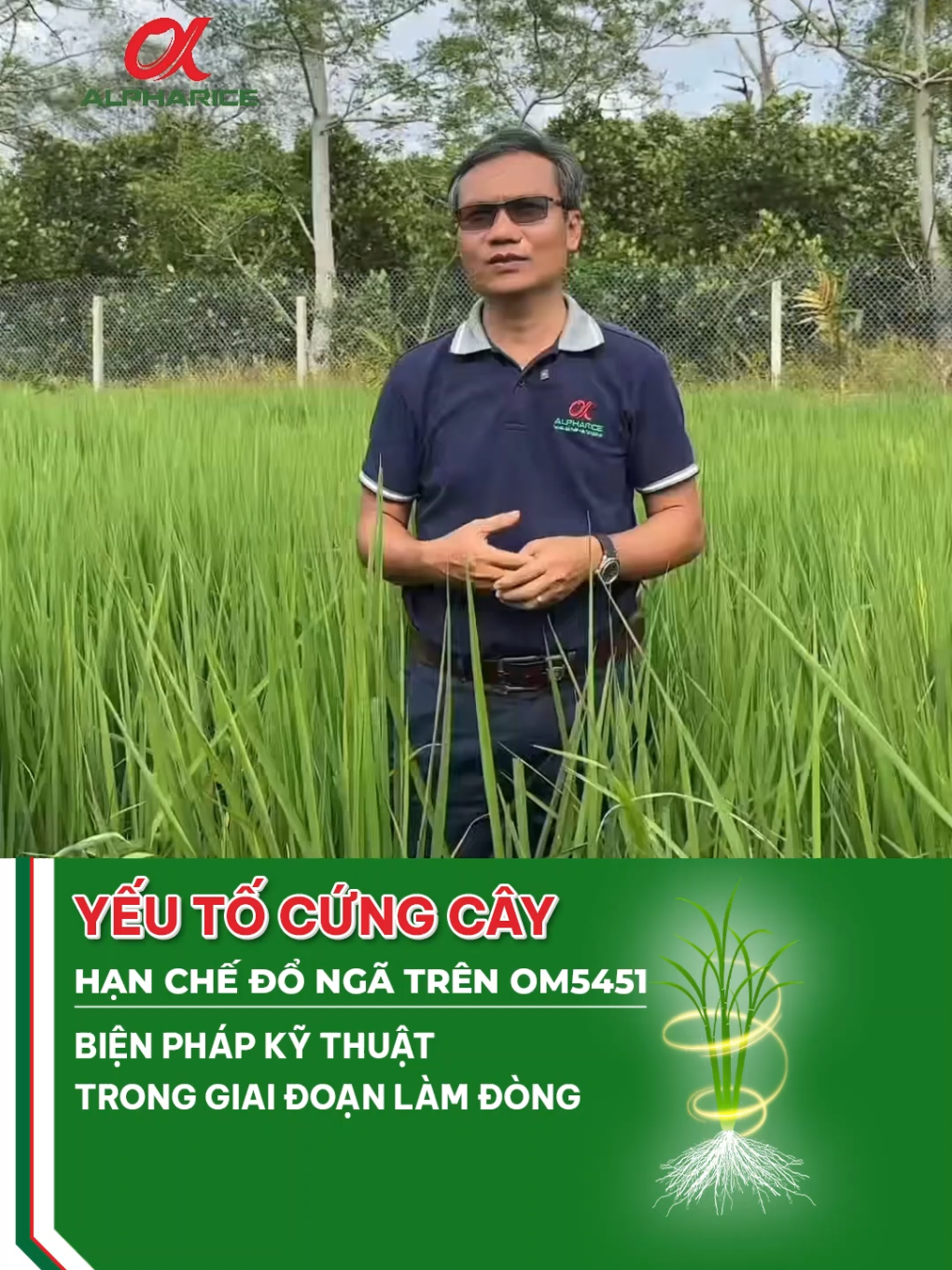 Biện pháp kỹ thuật giúp lúa OM5451 cứng cây và hạn chế đỗ xe