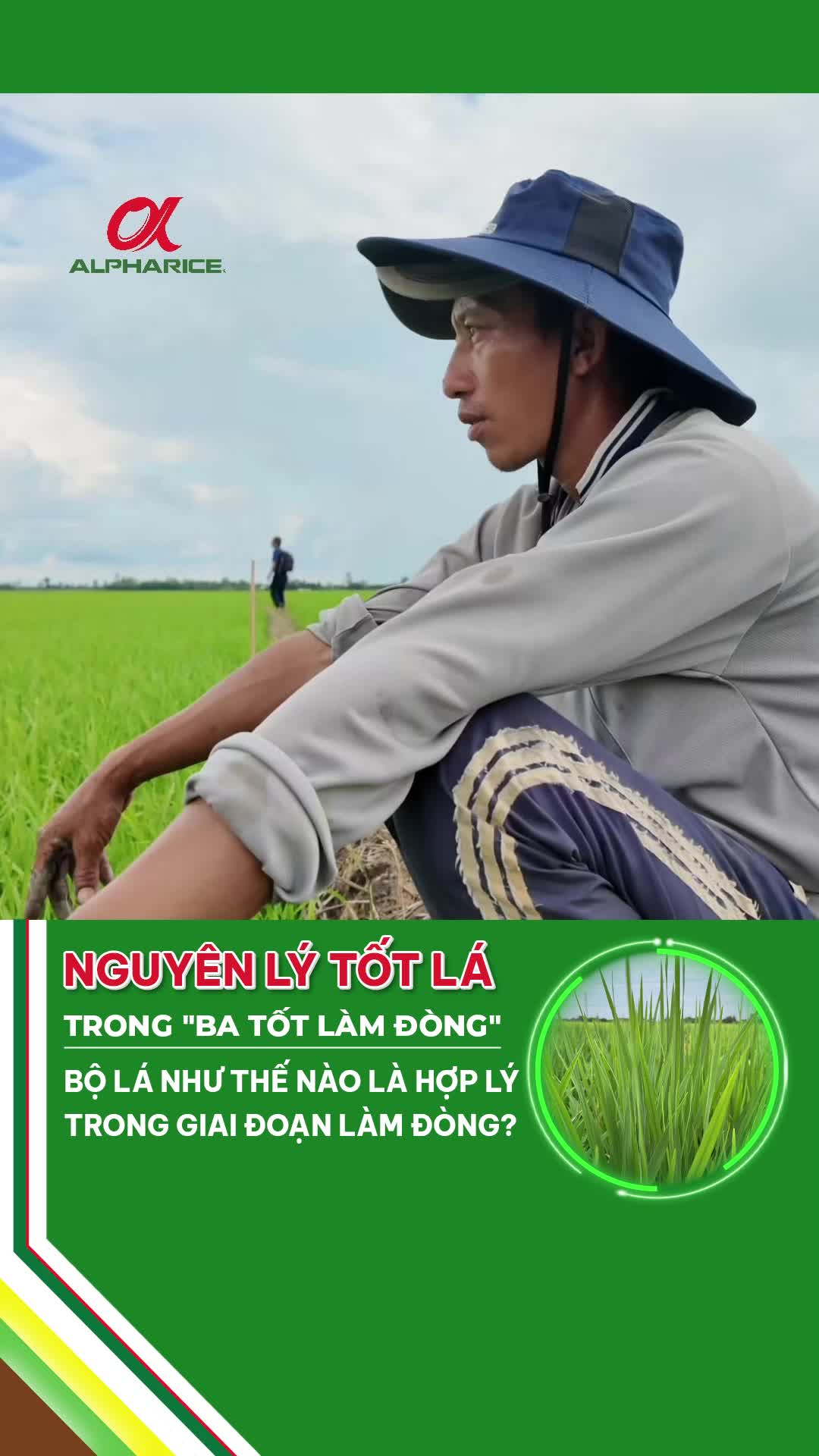 Như thế nào là "Tốt Lá" trong giai đoạn làm đòn?