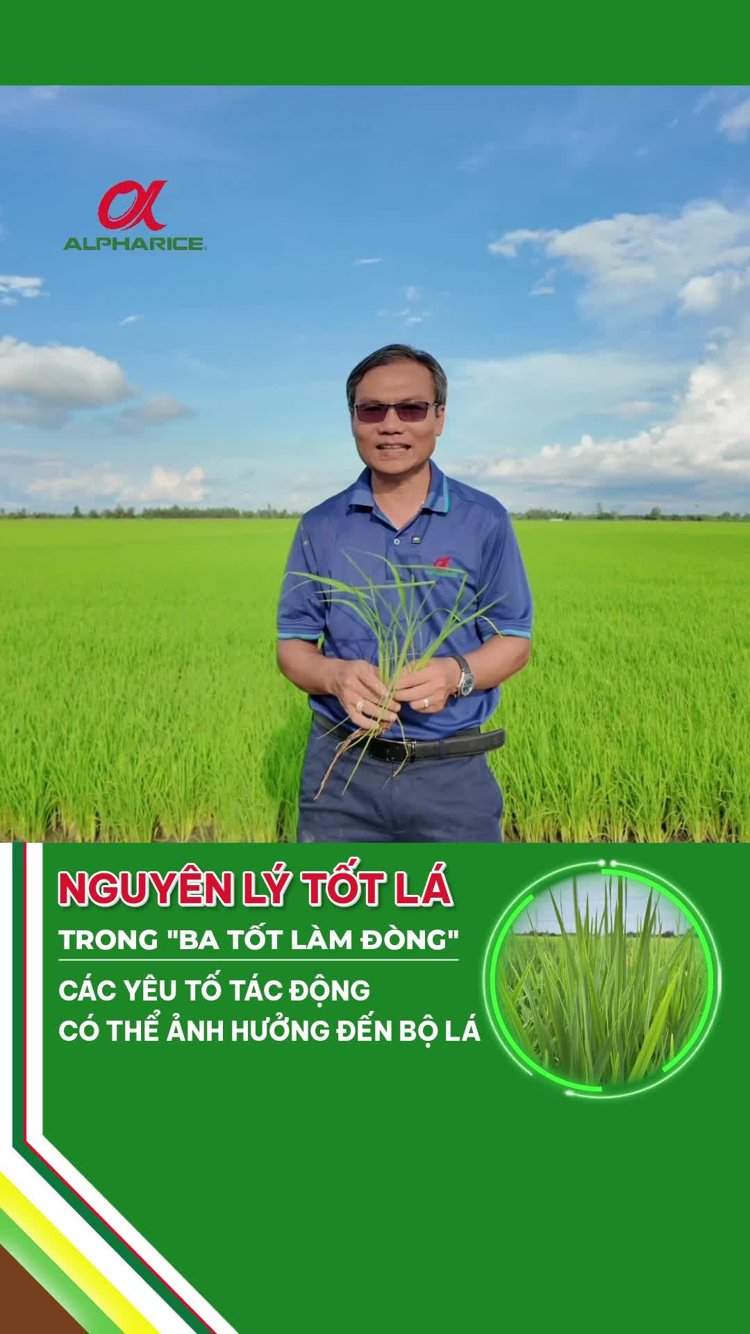 Các yếu tố nào ảnh hưởng đến bộ lá trong giai đoạn làm đòn tấn công?