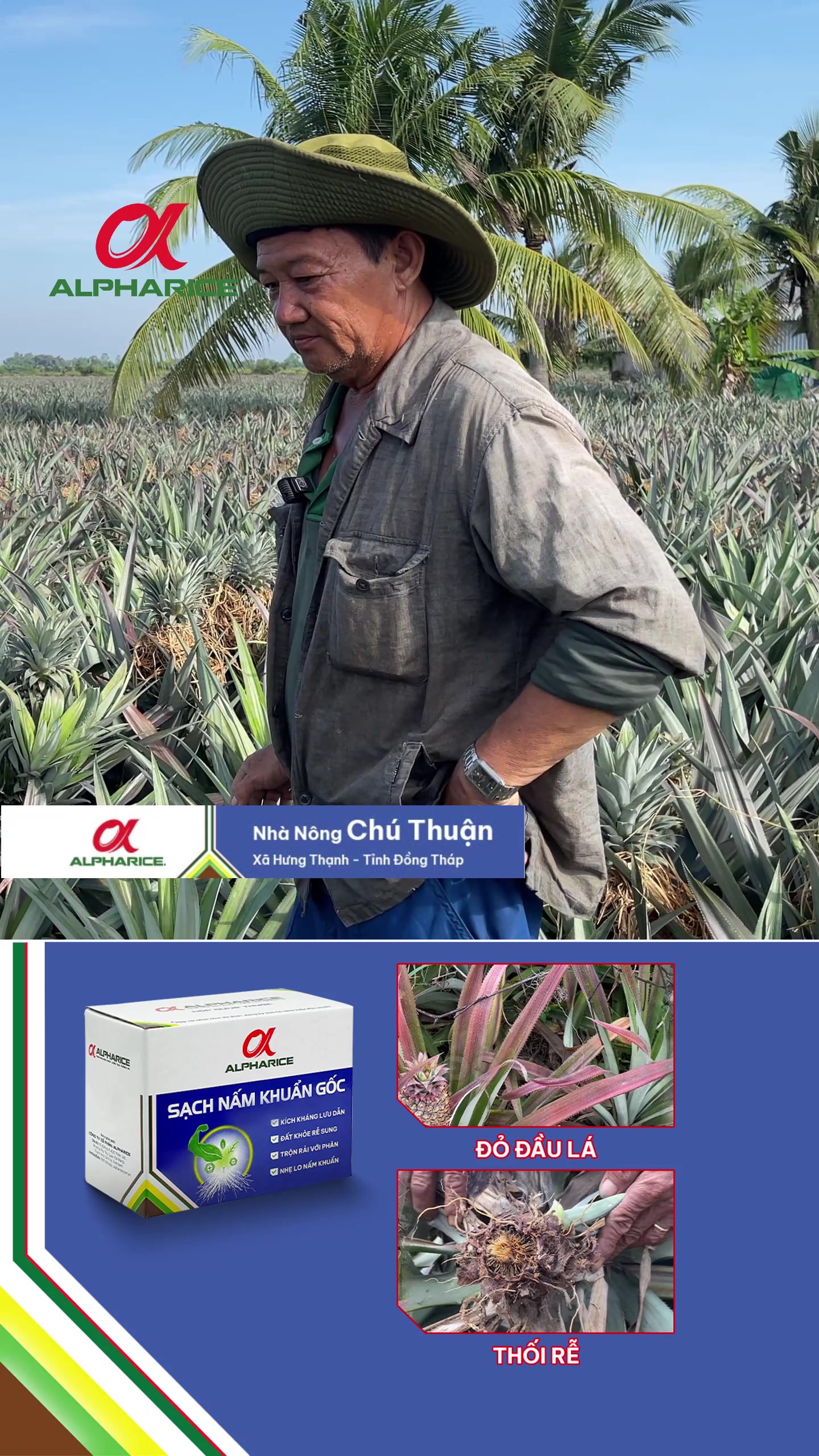 Hiệu quả của Sạch Nấm Khuẩn Gốc cho khóm bệnh đỏ lá, thối rễ?