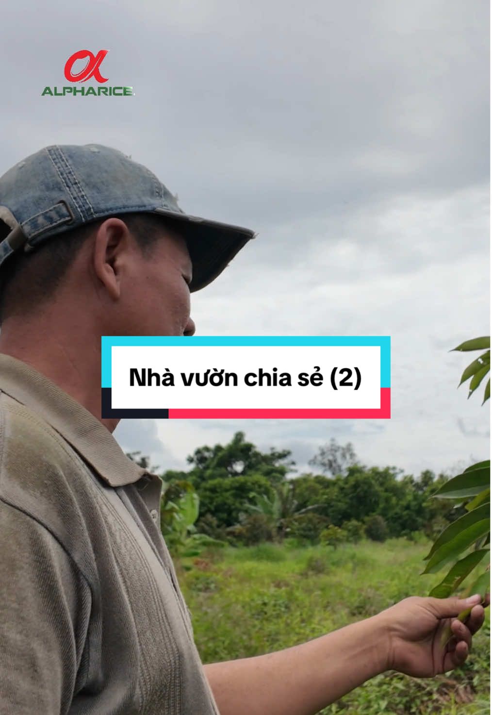 Chăm sóc Sầu riêng sau bão lũ chỉ với 4 bước đơn giản