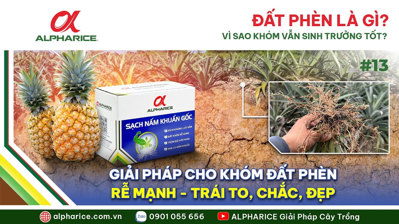 ĐẤT PHÈN LÀ GÌ? VÌ SAO CÂY KHÓM SINH TRƯỞNG TỐT TRÊN VÙNG ĐẤT PHÈN?