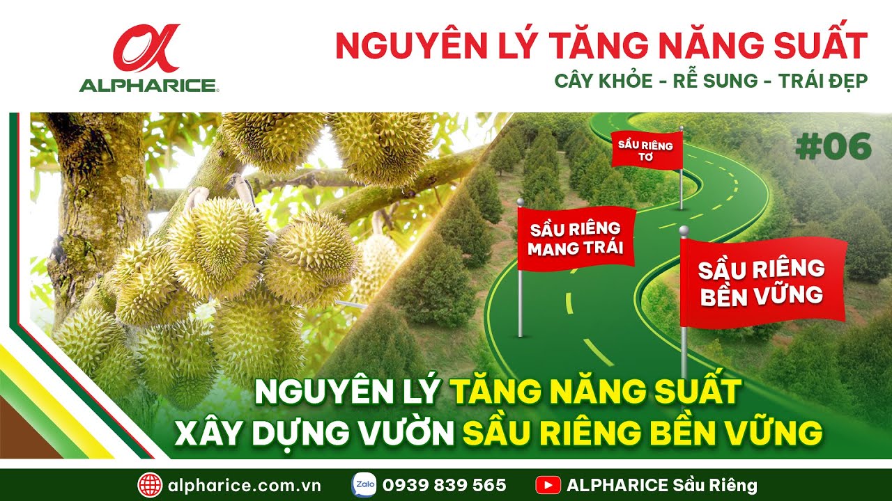 4 BƯỚC DỄ LÀM MANG LẠI HIỆU QUẢ CAO - XÂY DỰNG VƯỜN SẦU RIÊNG KHỎE XANH BỀN VỮNG