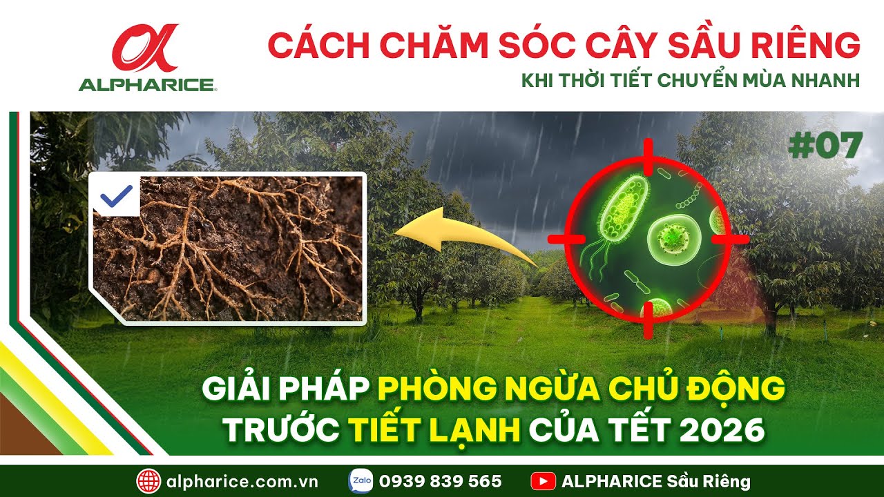GIẢI PHÁP PHÒNG NGỪA NẤM BỆNH CHO CÂY SẦU RIÊNG TRƯỚC TIẾT LẠNH CỦA TẾT 2026