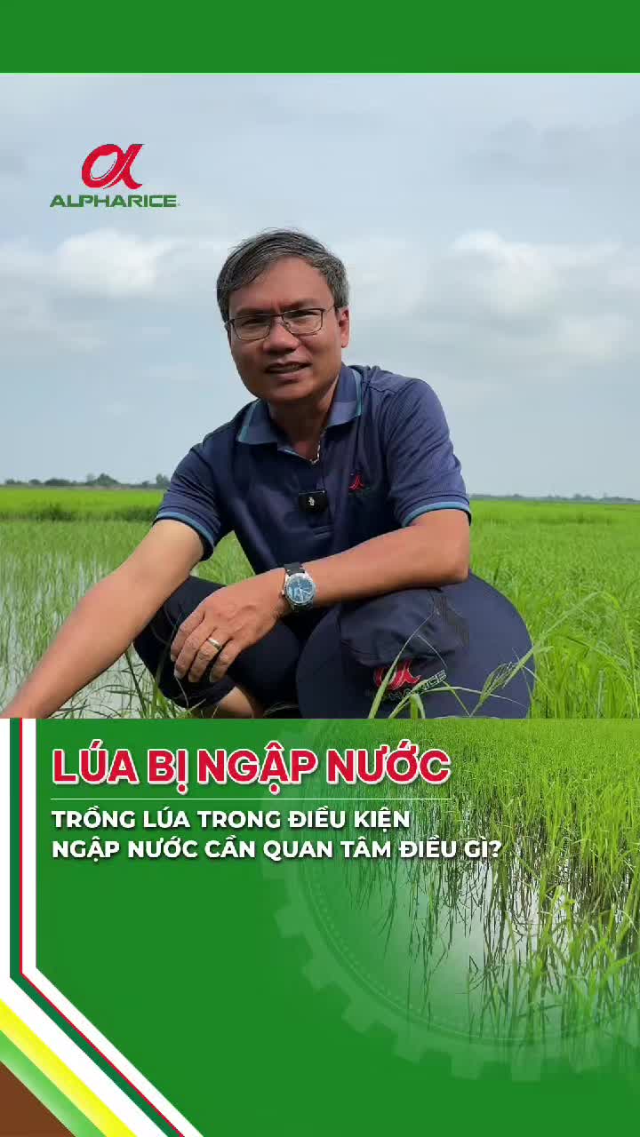 Trồng lúa trong điều kiện nước, cần quan tâm điều gì?