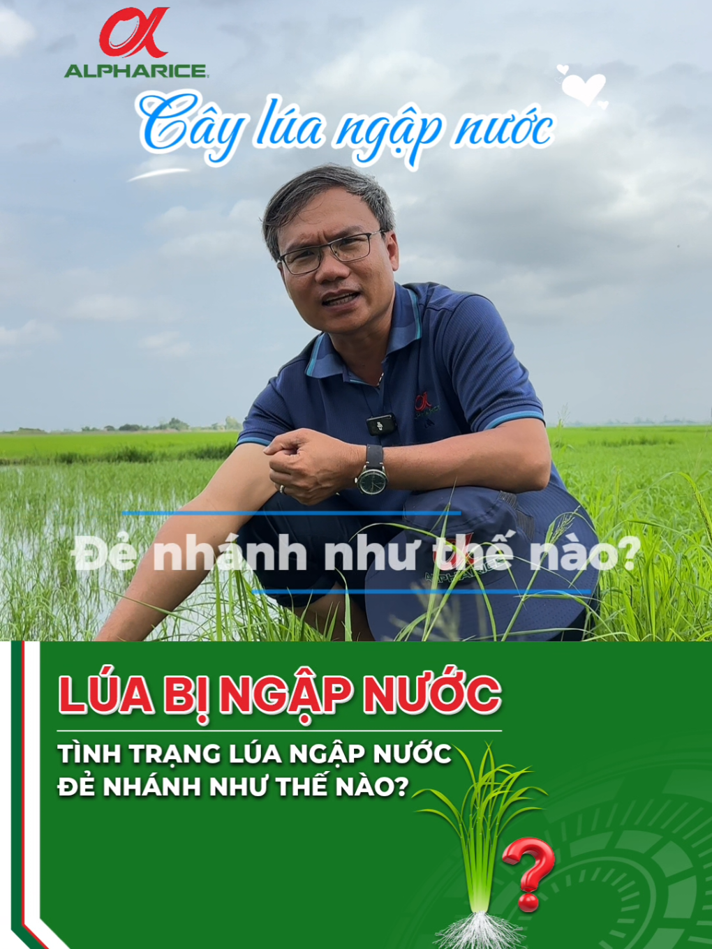 Lúa đẻ nhánh như thế nào khi ruộng nước?