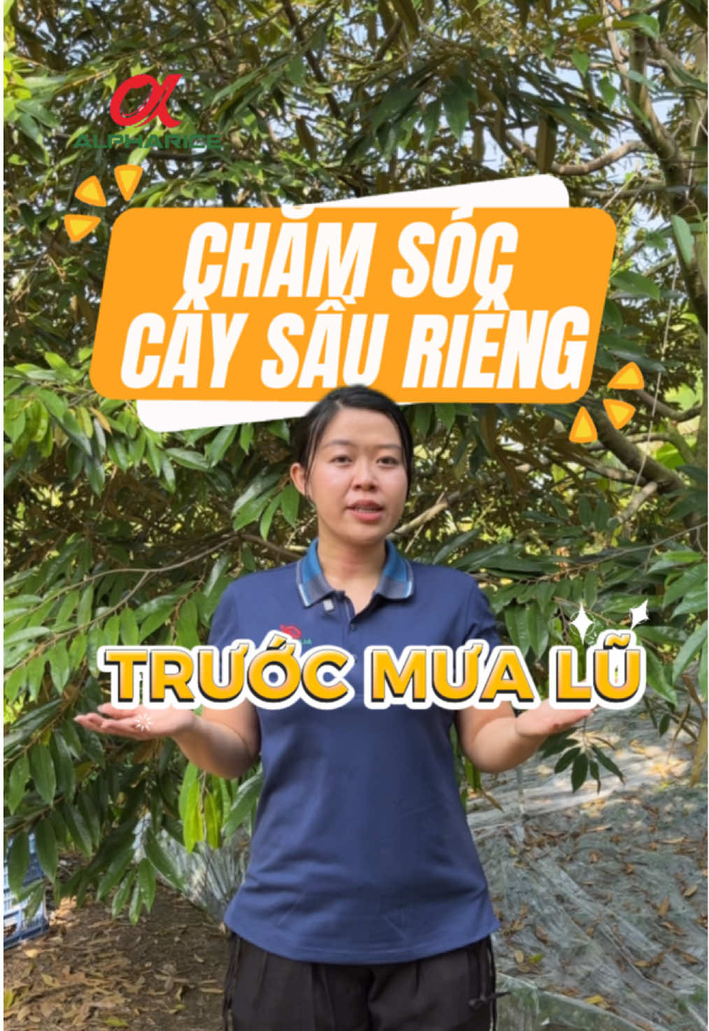 Chăm sóc Cây Sầu Riêng trước mưa bão cùng Alpharice Sầu Riêng chỉ với 4 bước đơn giản sau, mời bà con xem video