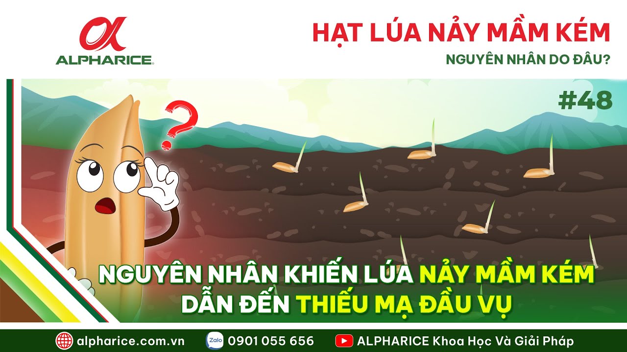 NHỮNG NGUYÊN NHÂN KHIẾN HẠT LÚA NẢY MẦM KÉM, HẠT BẮT RỄ KÉM DẪN ĐẾN THIẾU MẠ ĐẦU VỤ