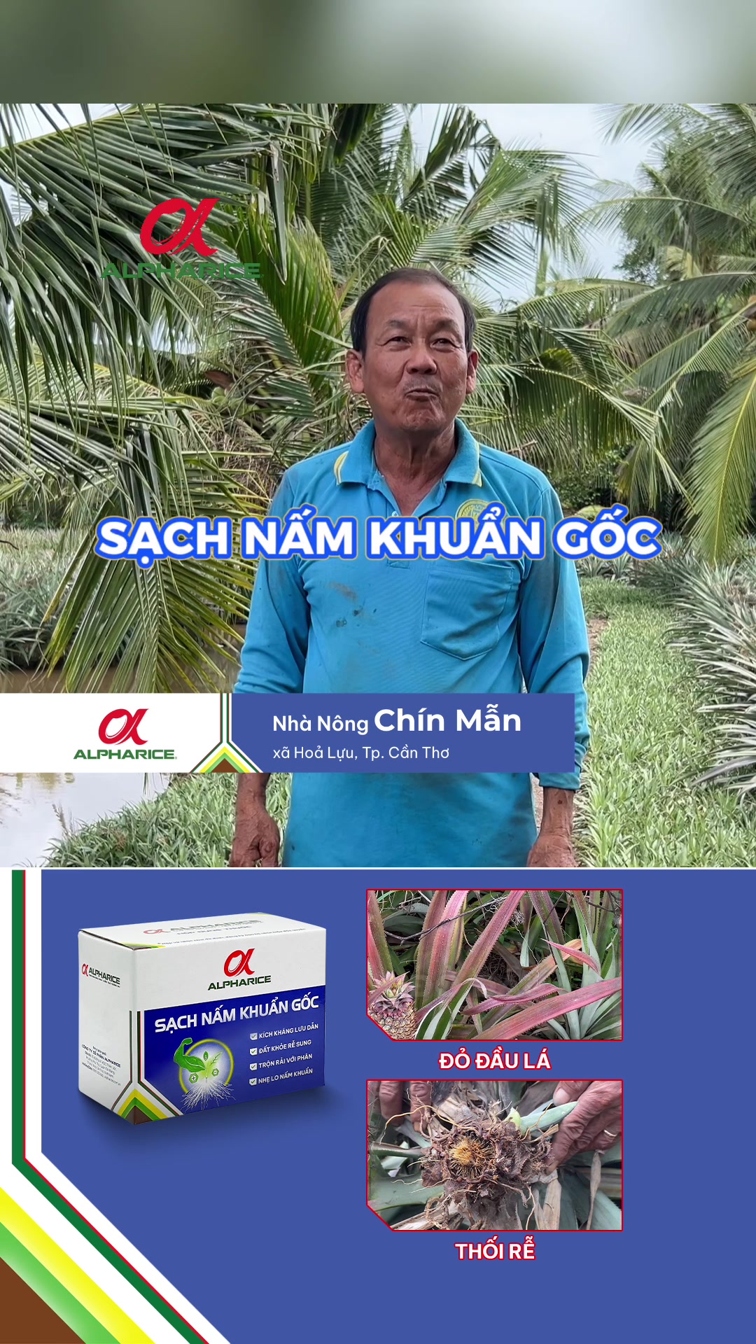Sạch Nấm Khuẩn Gốc sử dụng cho khóm bệnh đỏ lá, thối rễ được nông dân nhận xét ra sao?