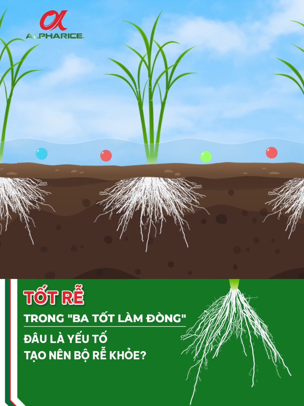 Các yếu tố tạo nên bộ rễ khỏe?