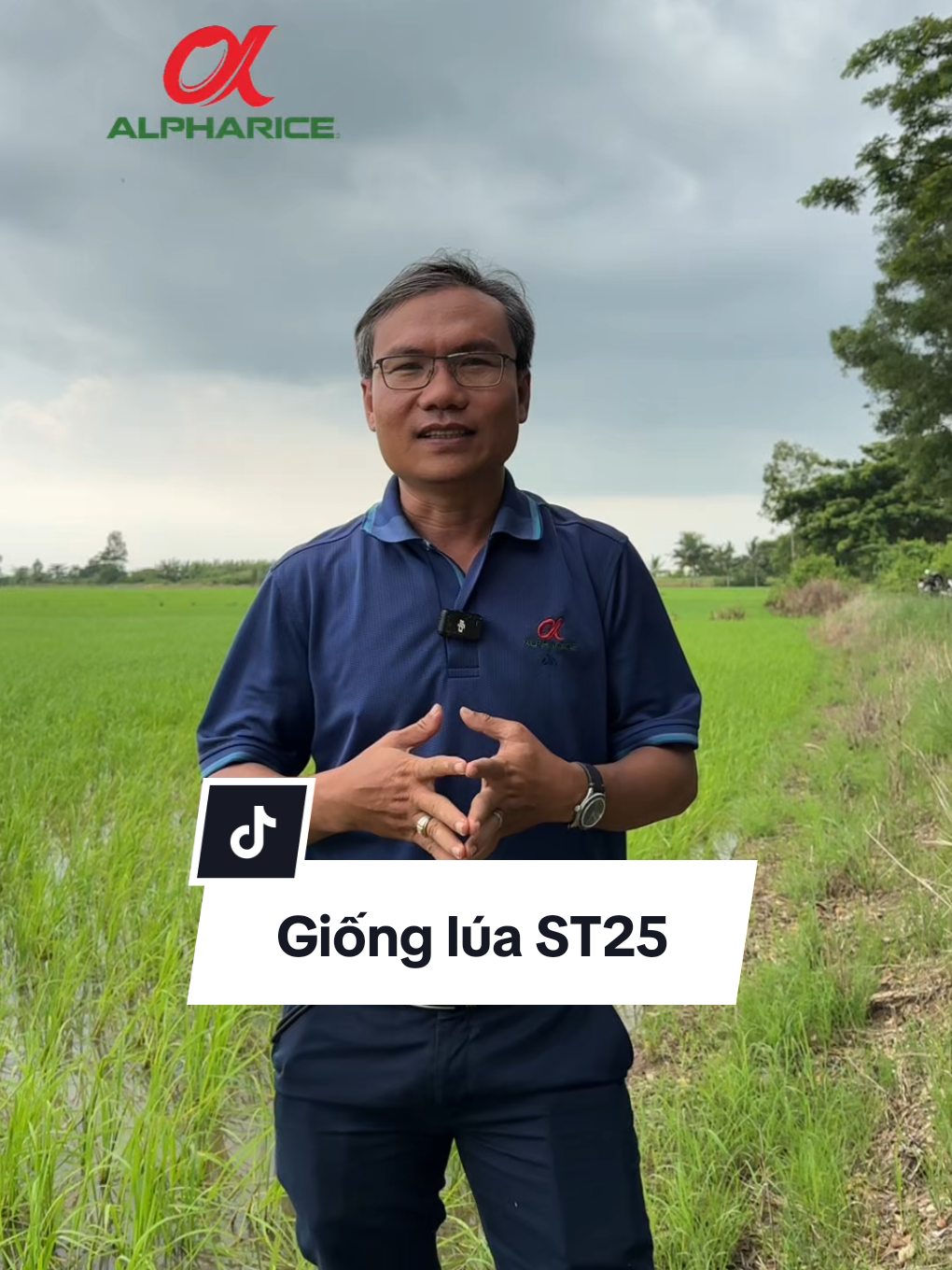 Tại sao giống lúa ST25 được nhiều bà con tin dùng