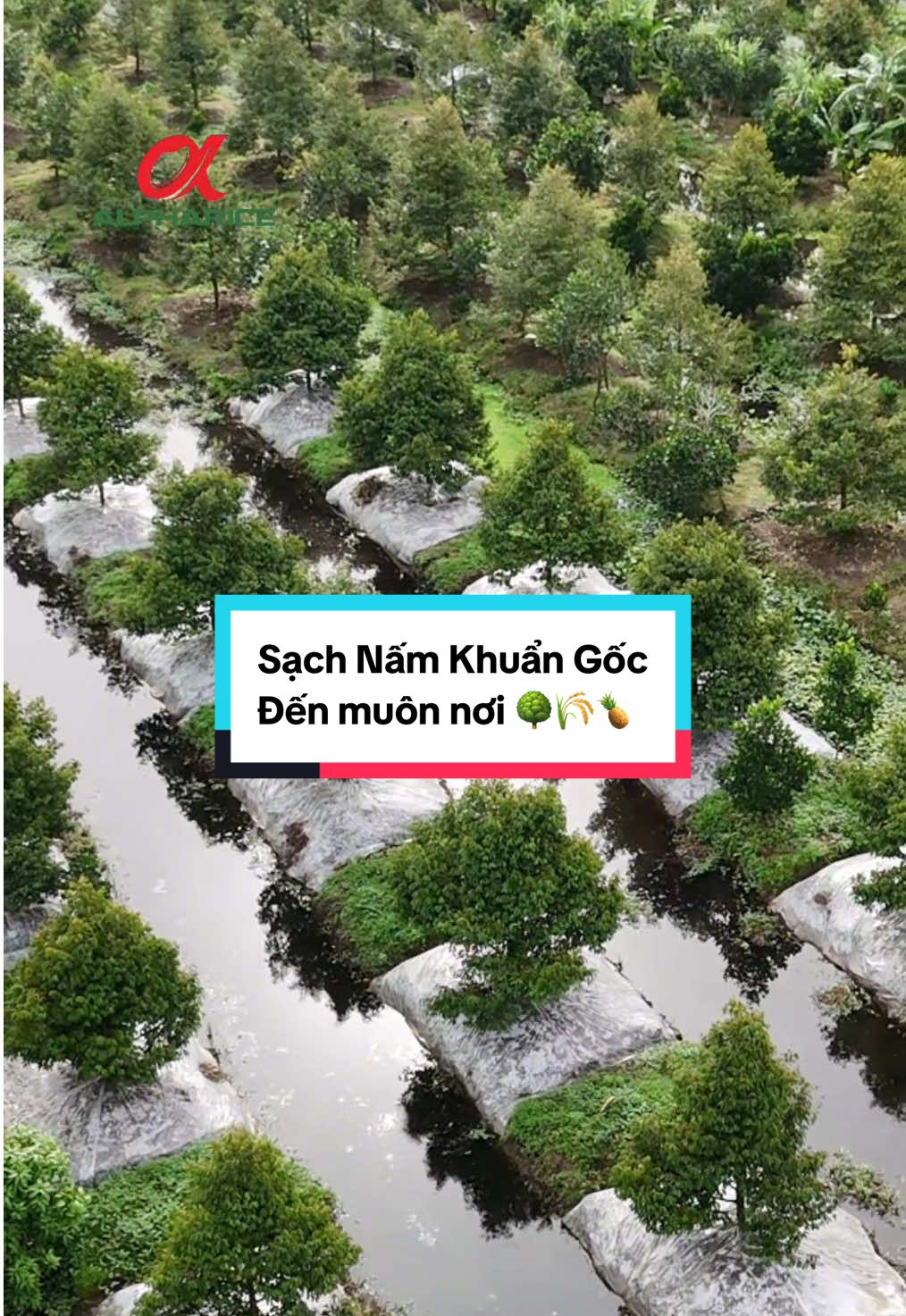 Ở đâu cần phòng và quản lý bệnh nấm dưới gốc. Ở đó có SẠCH NẤM KHUẨN GỐC