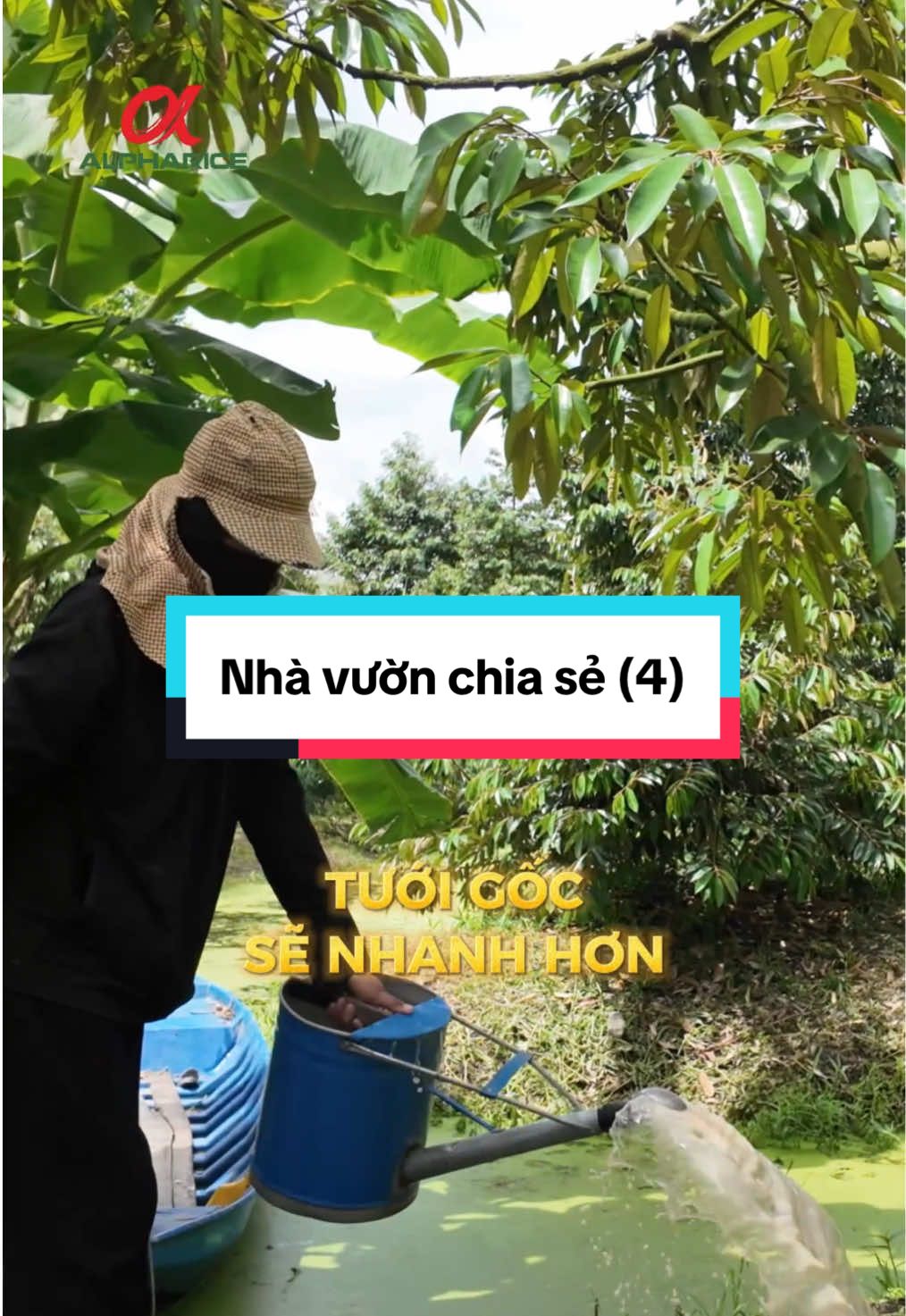 Bệnh từ rễ mà ra - Phòng ngừa nấm gốc - Rễ Khoẻ - Cây Sung