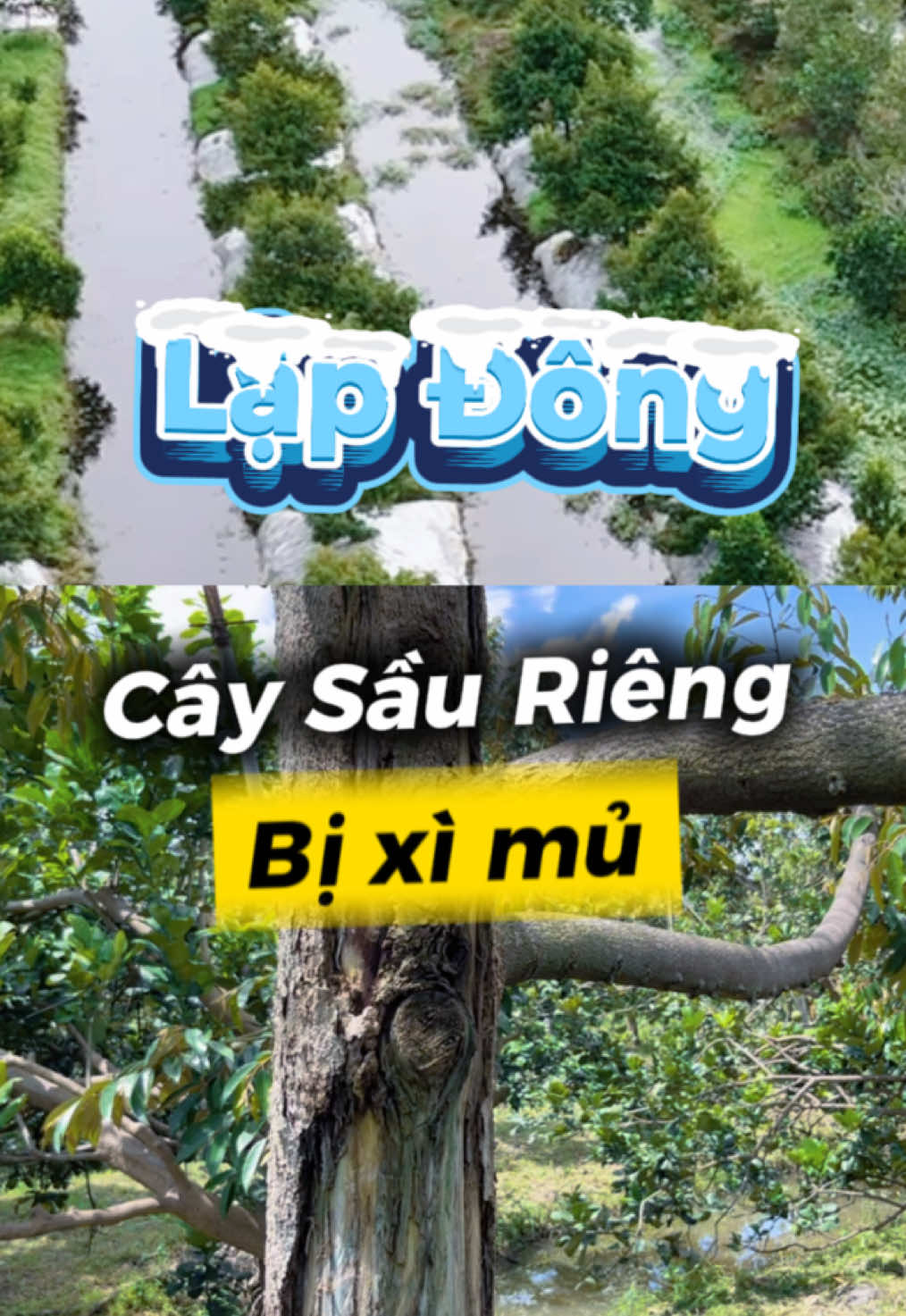 Lập đông - Trời chuyển lạnh cây sầu riêng bị xì mủ?