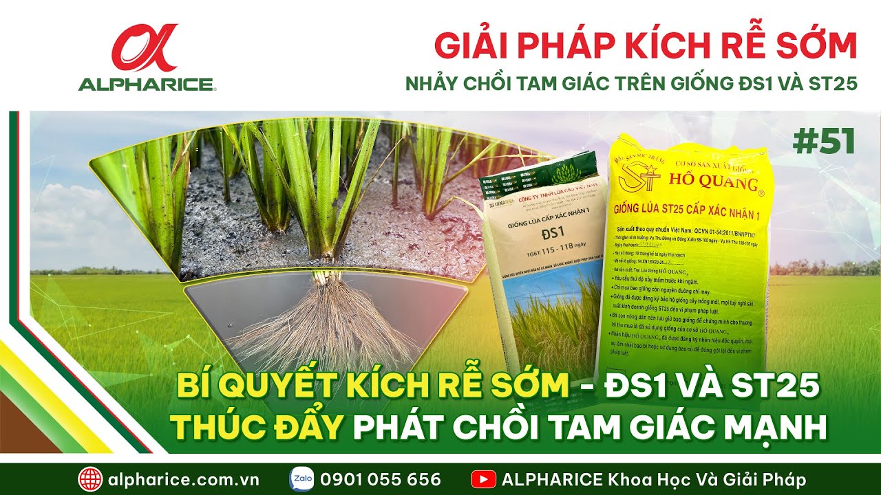 GIẢI PHÁP KÍCH RỄ SỚM - NHẢY CHỒI TAM GIÁC TRÊN GIỐNG ĐS1 & ST25